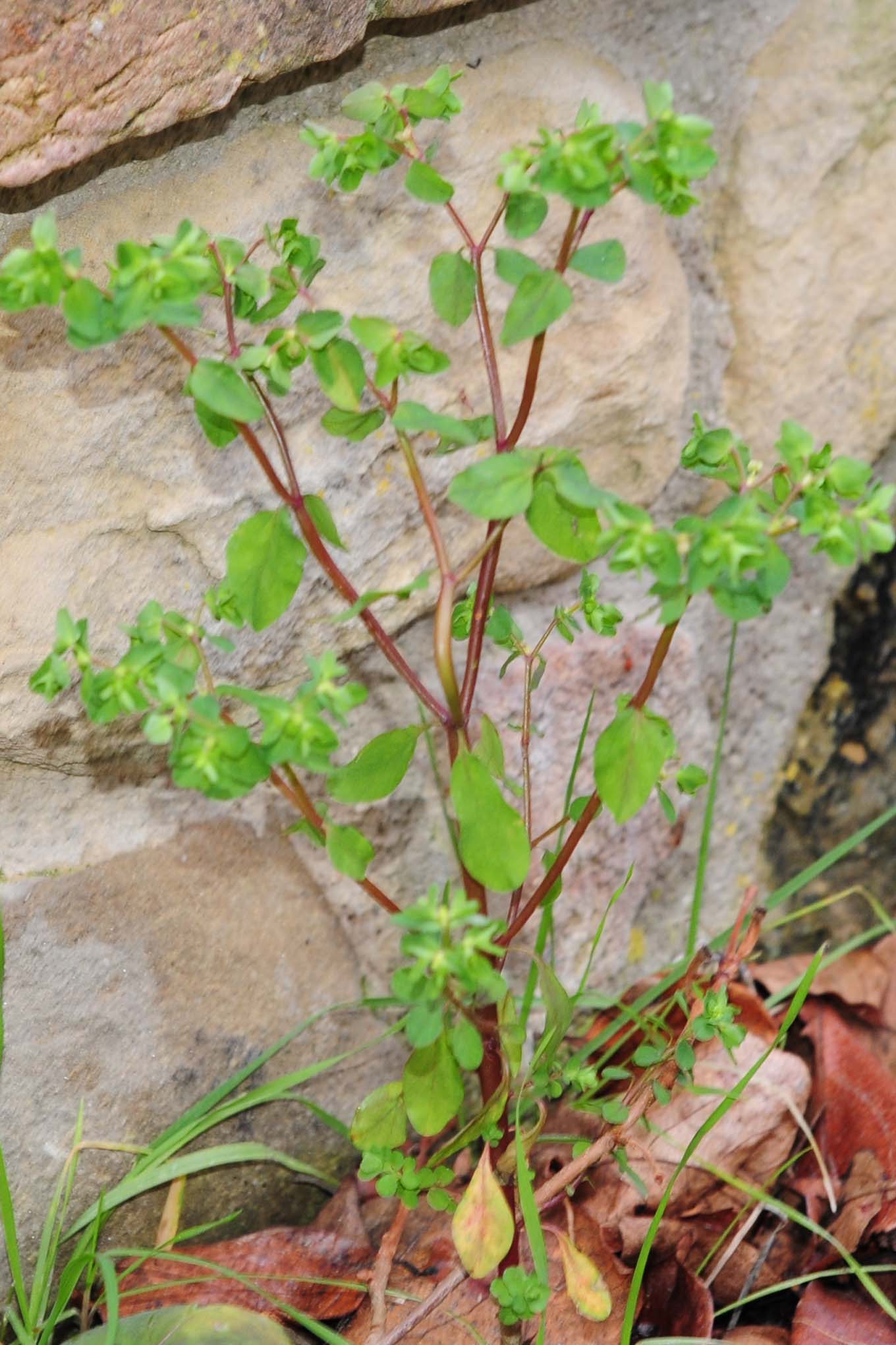 Euphorbia peplus / Euforbia minore