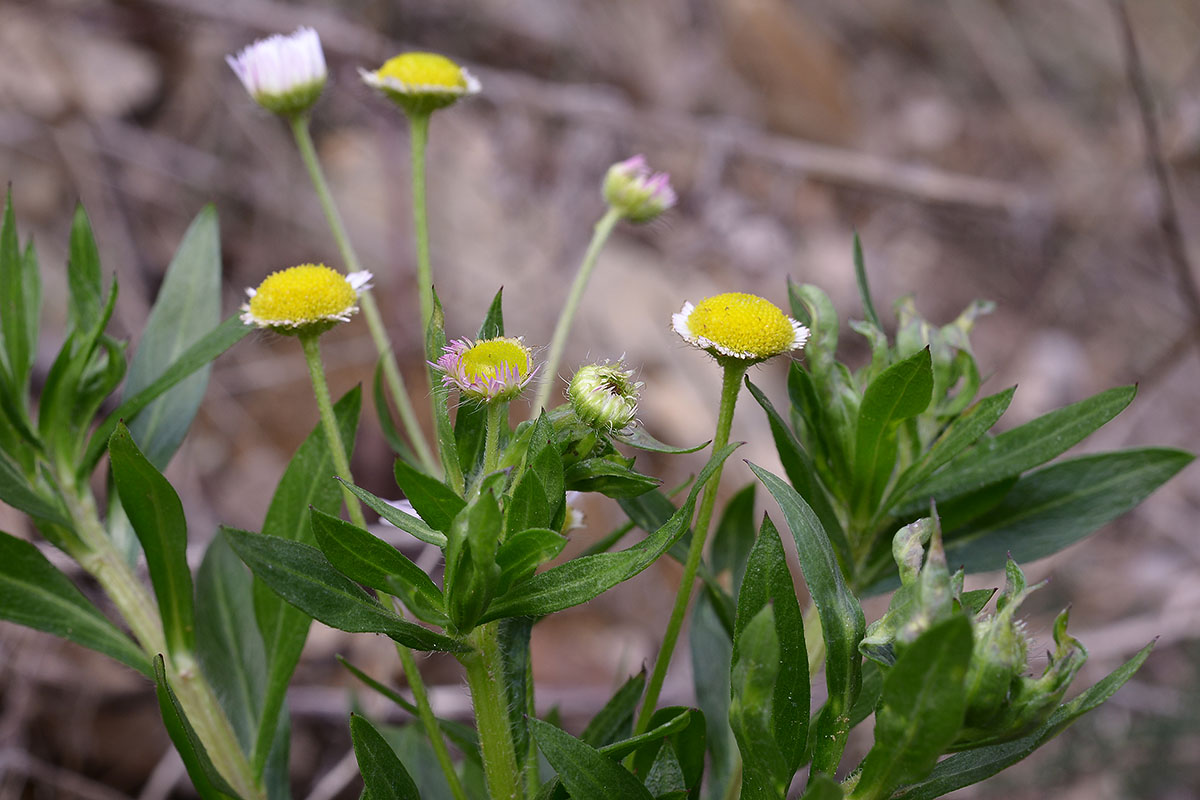 asteracea dd