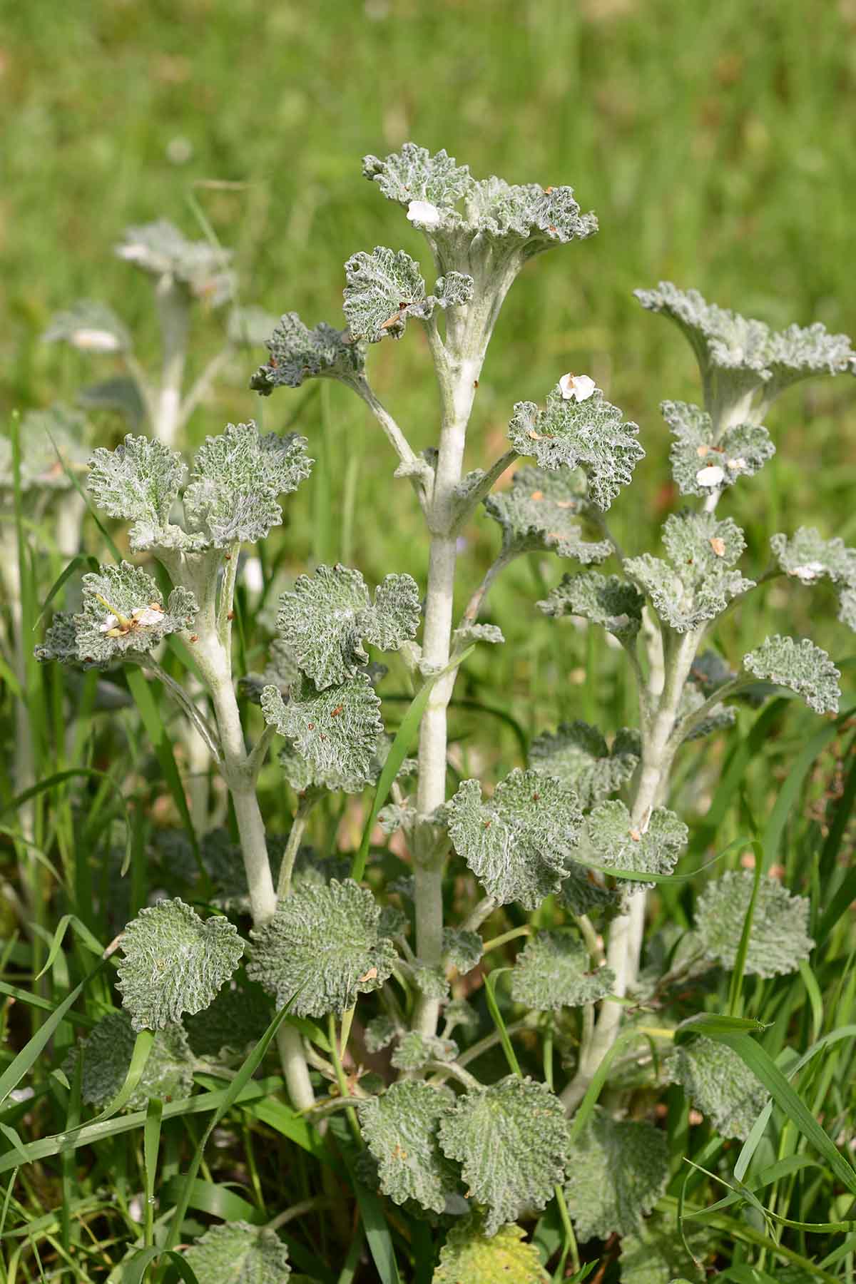 Marrubium vulgare / Marrubio comune