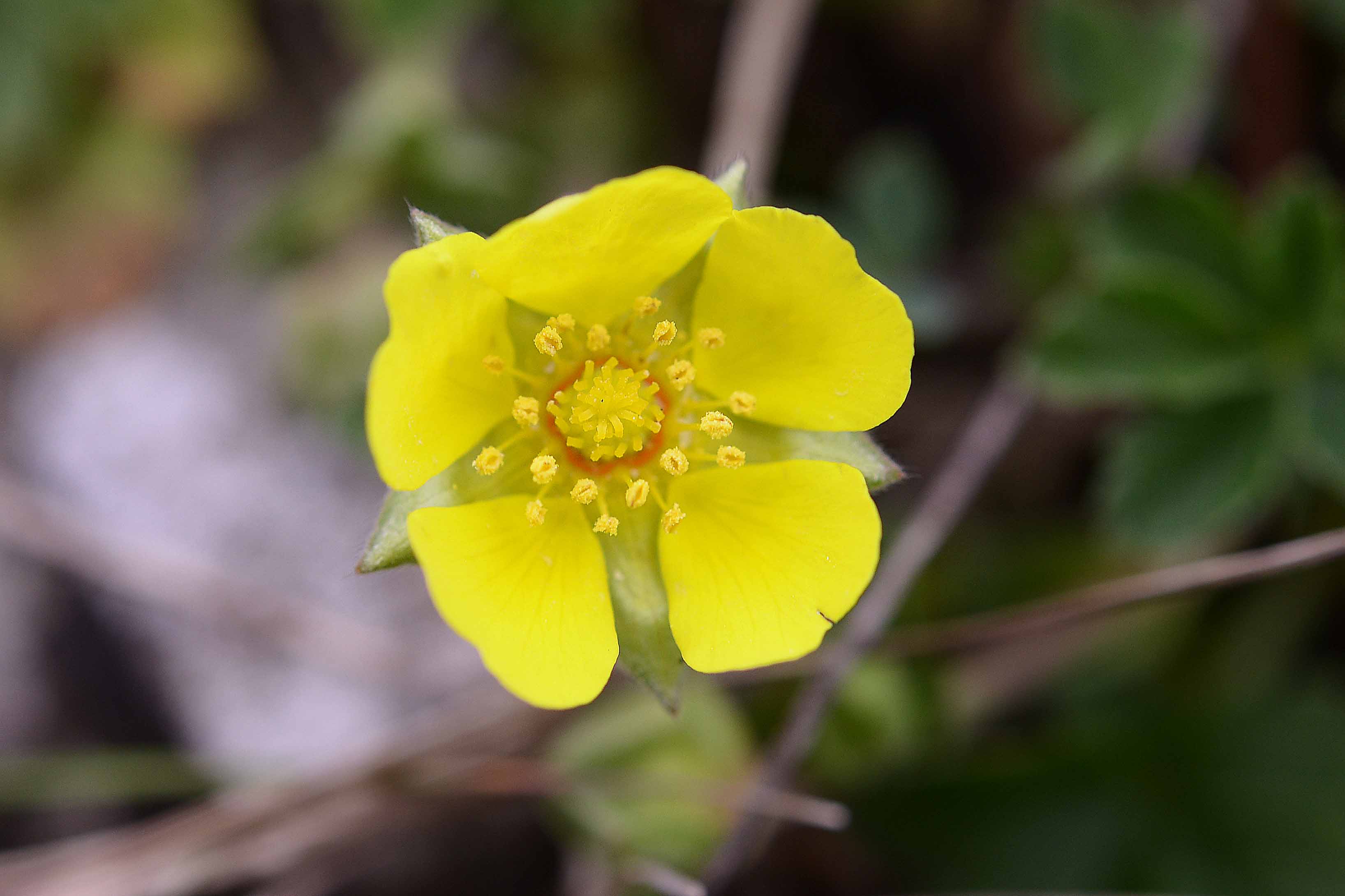 Potentilla incana / Potentilla canuta