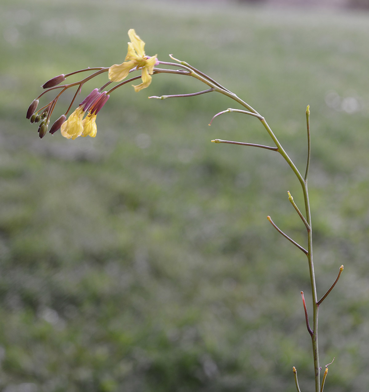 Raphanus raphanistrum subsp. landra