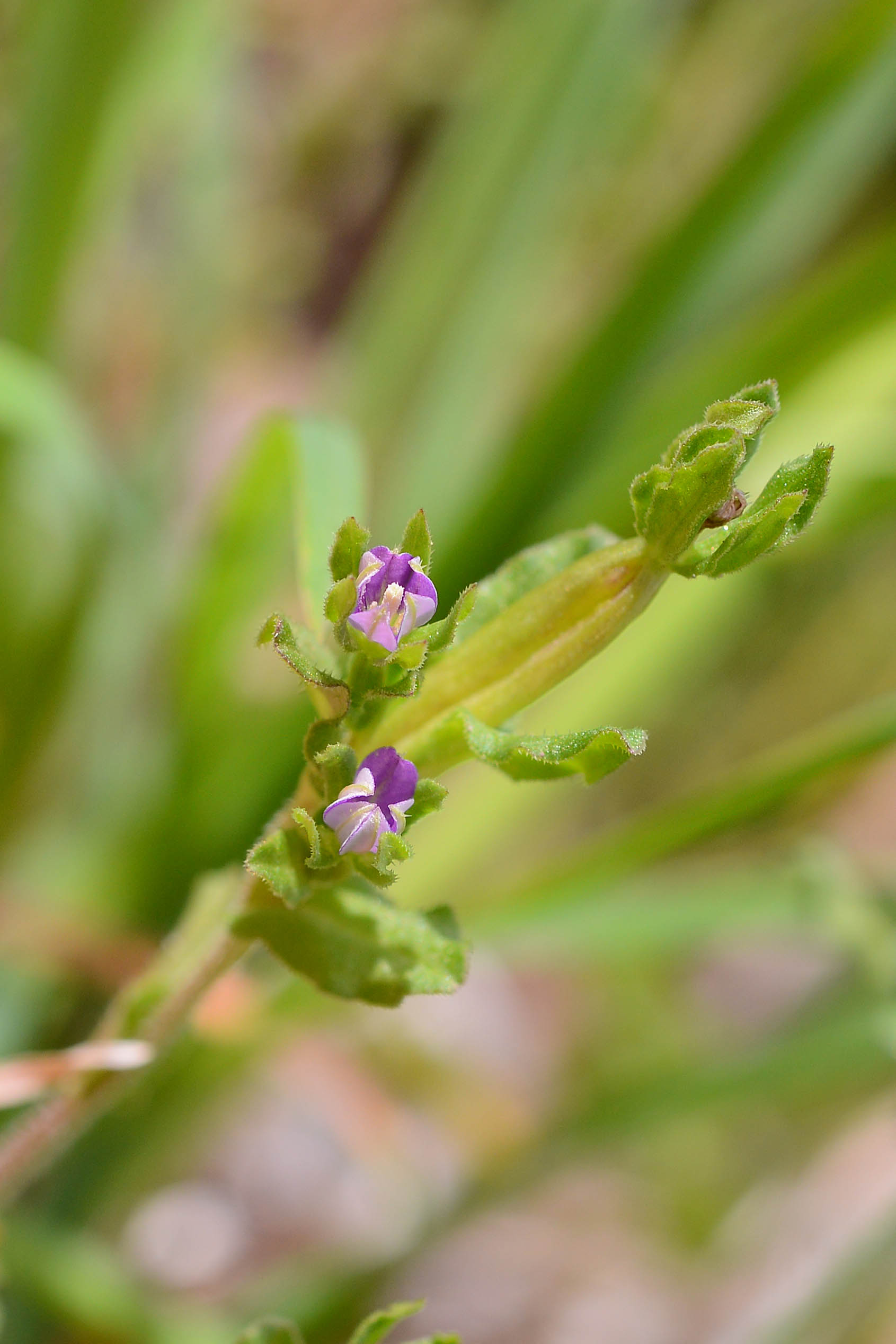 Legousia hybrida / Specchio di Venere ondulato