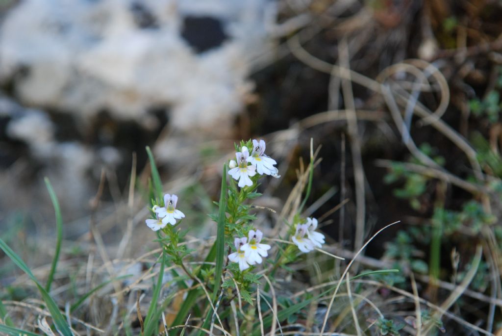 Euphrasia sp.