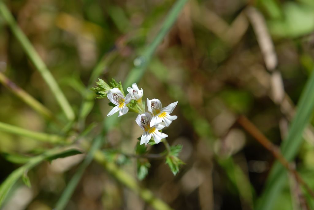 Euphrasia sp.