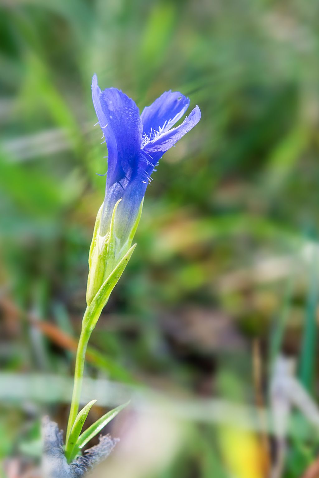 Gentianopsis ciliata