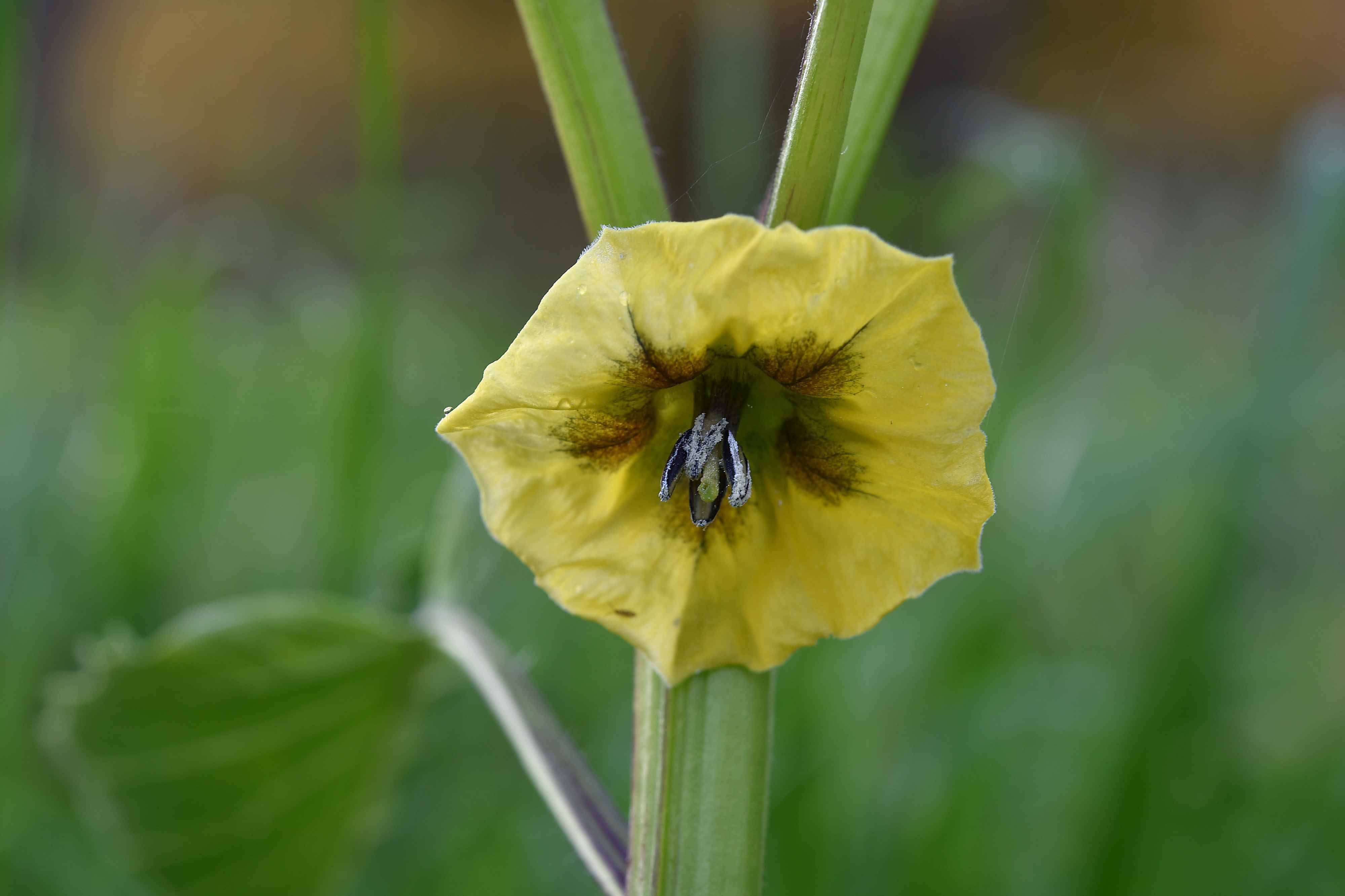 Physalis