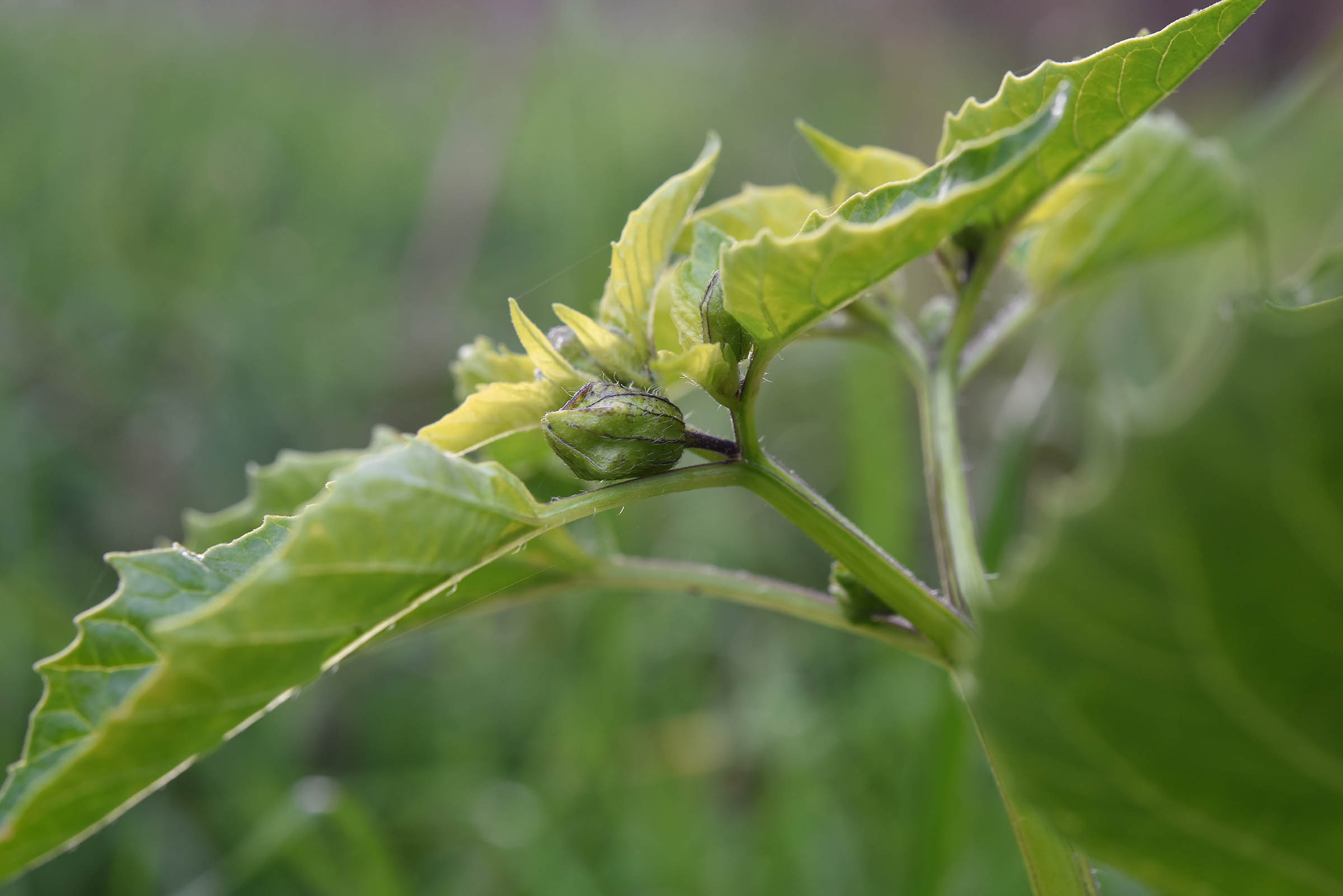 Physalis