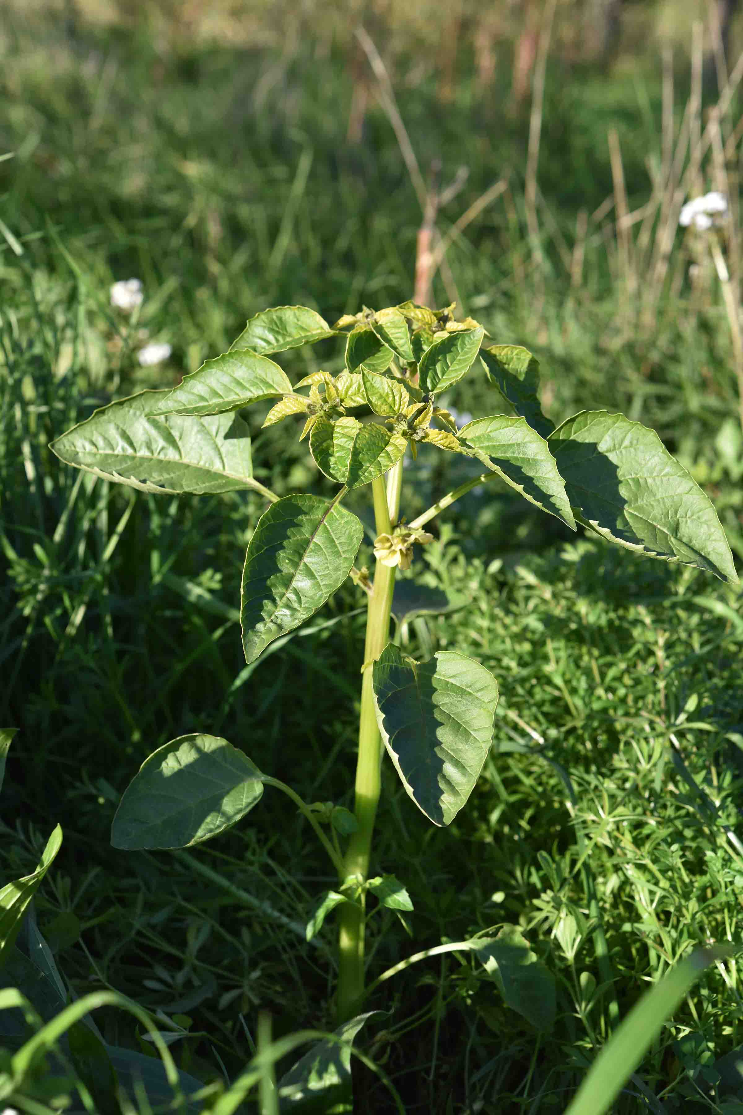 Physalis