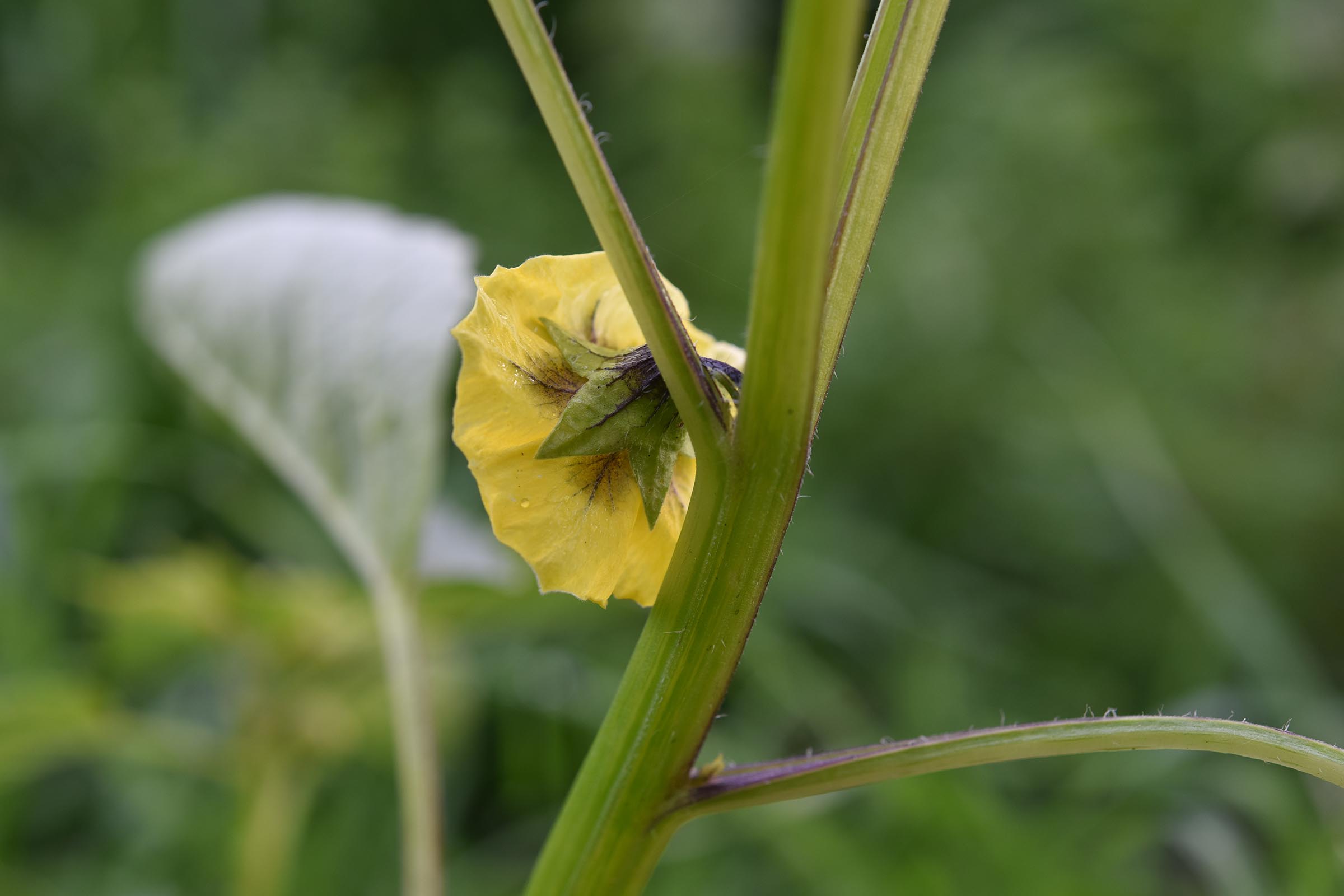 Physalis