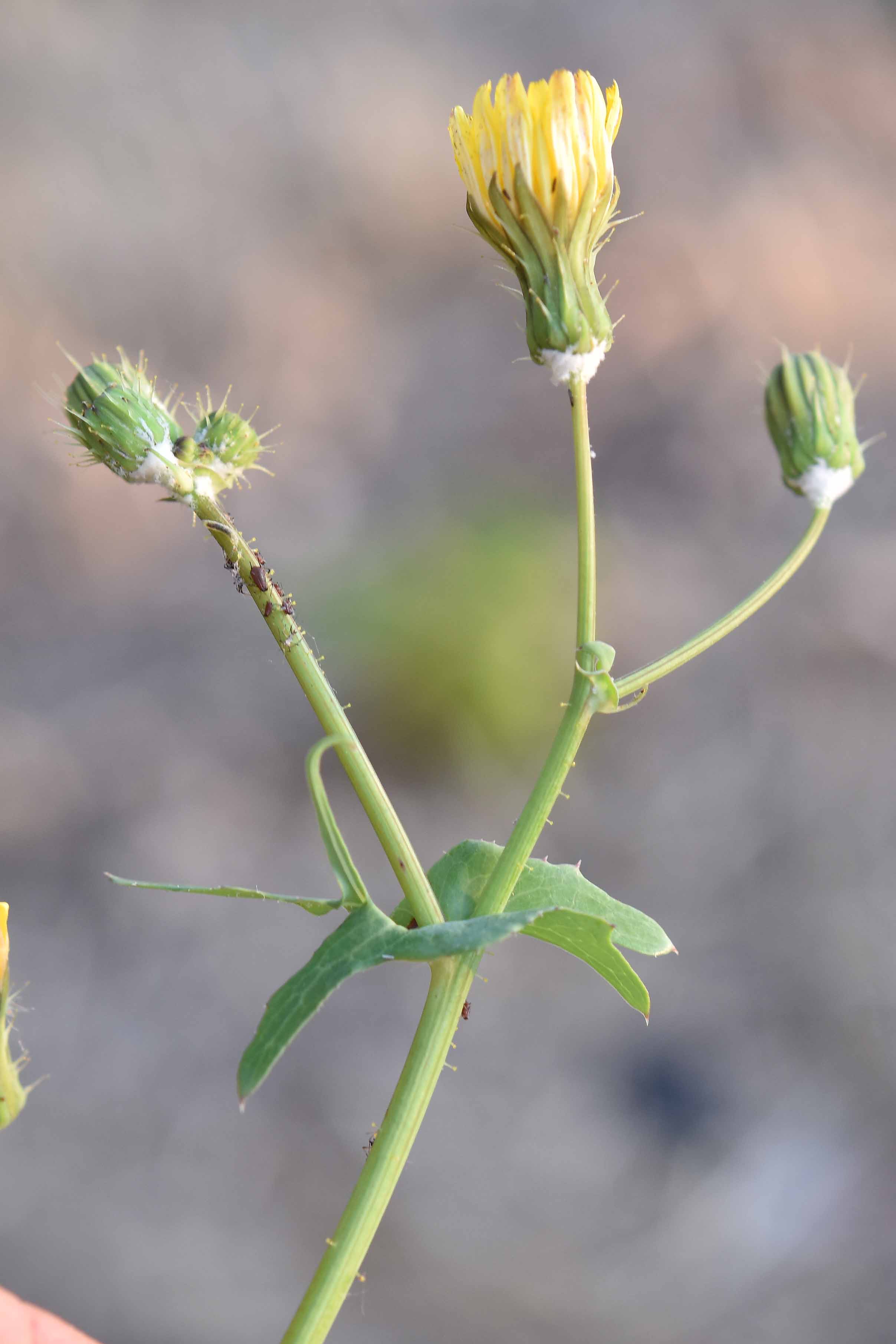 Sonchus tenerrimus / Grespino sfrangiato