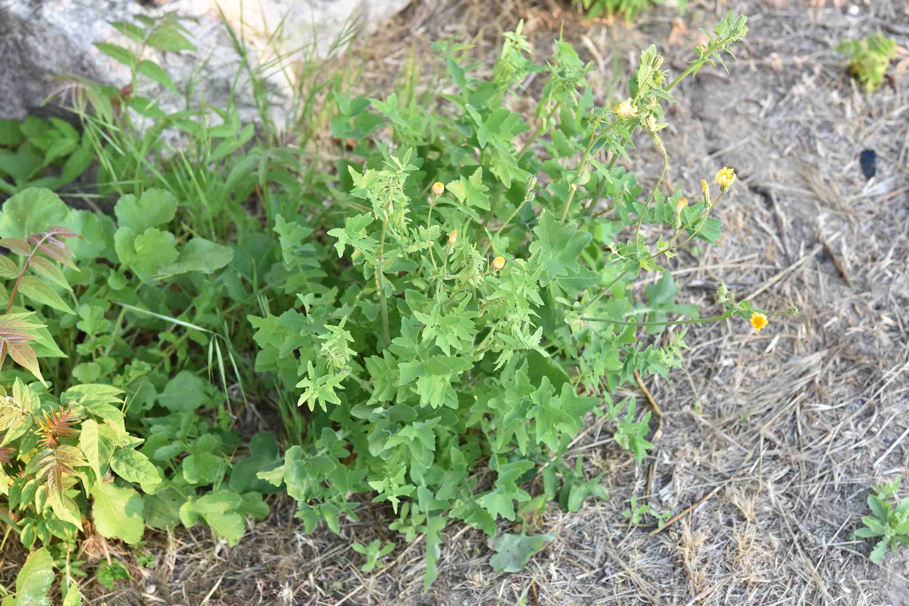 Sonchus tenerrimus / Grespino sfrangiato