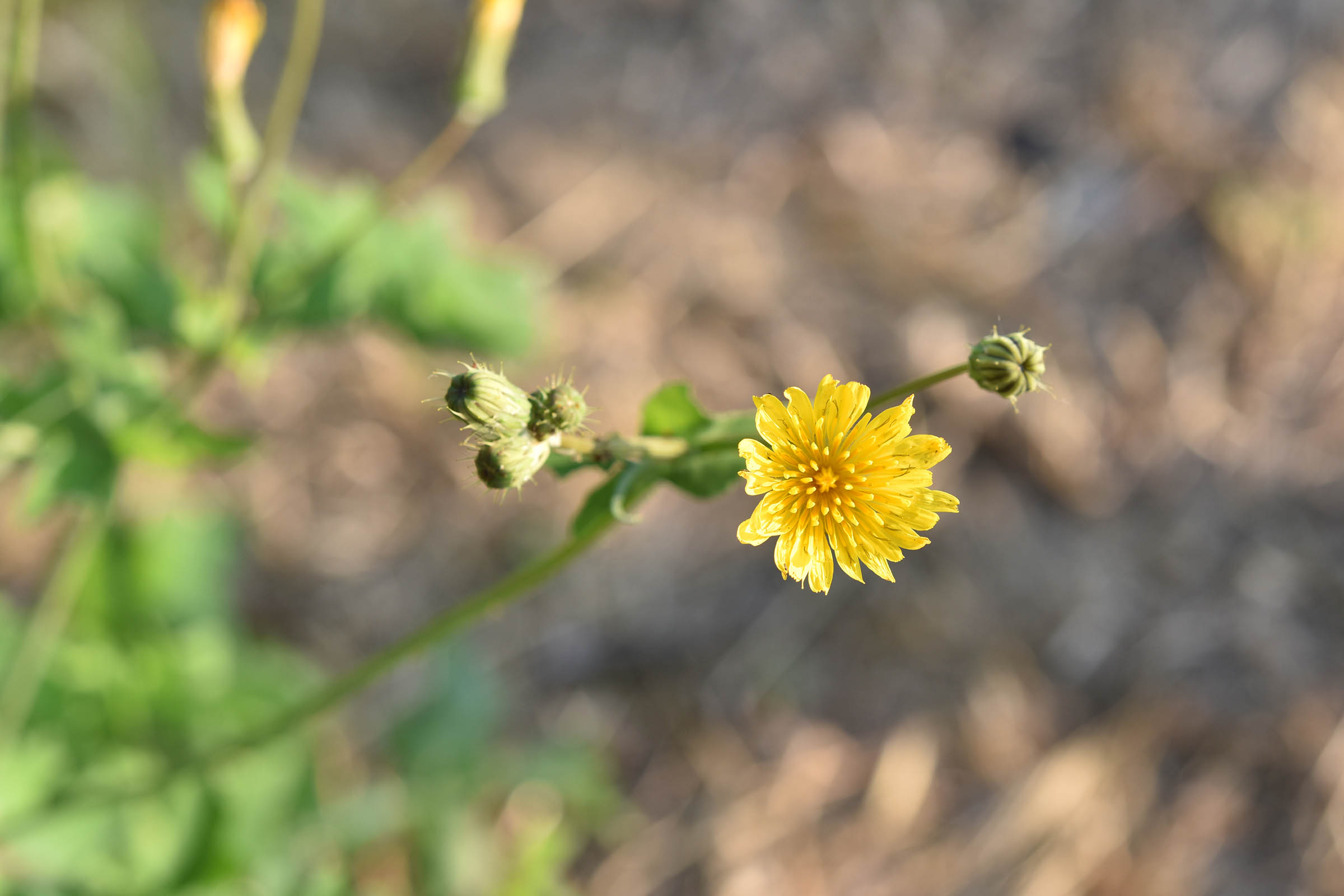 Sonchus tenerrimus / Grespino sfrangiato