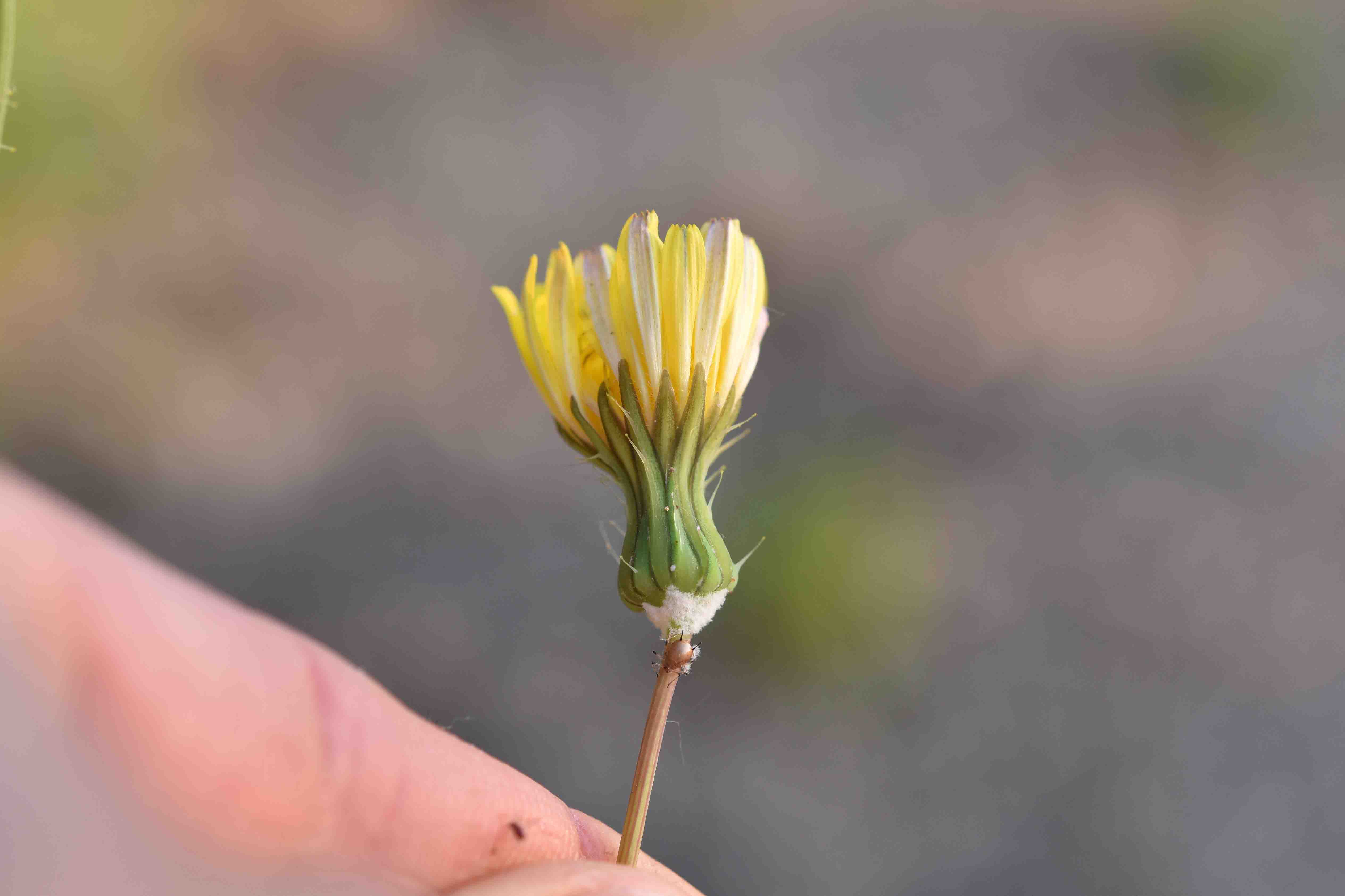 Sonchus tenerrimus / Grespino sfrangiato