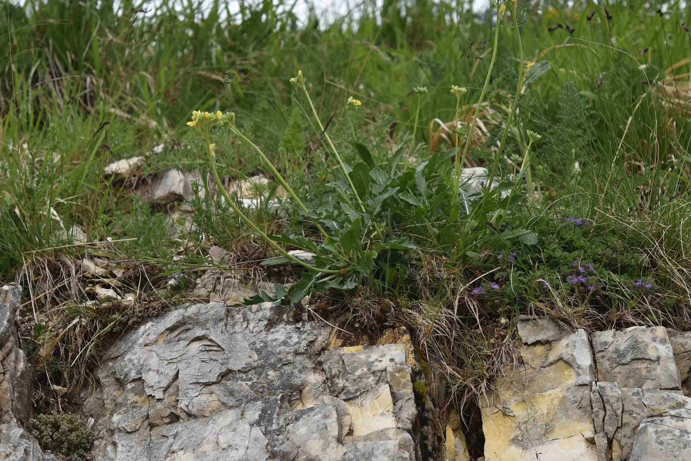 Brassicacea - cfr. Brassica gravinae