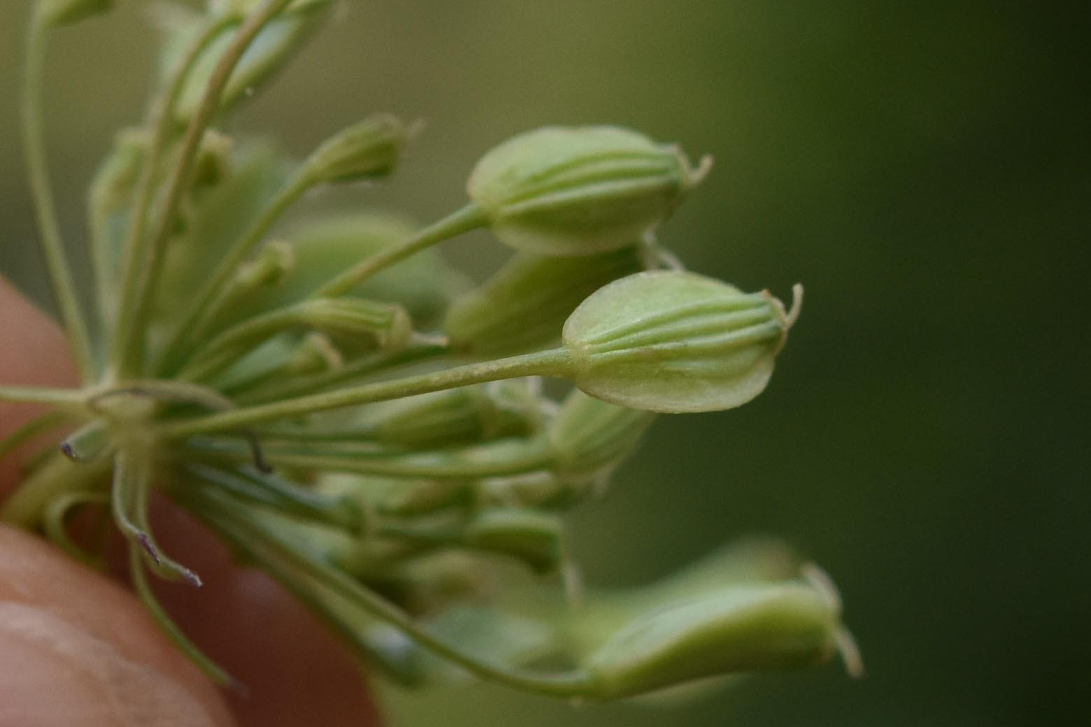 Xanthoselinum (=Peucedanum) venetum / Imperatoria veneta