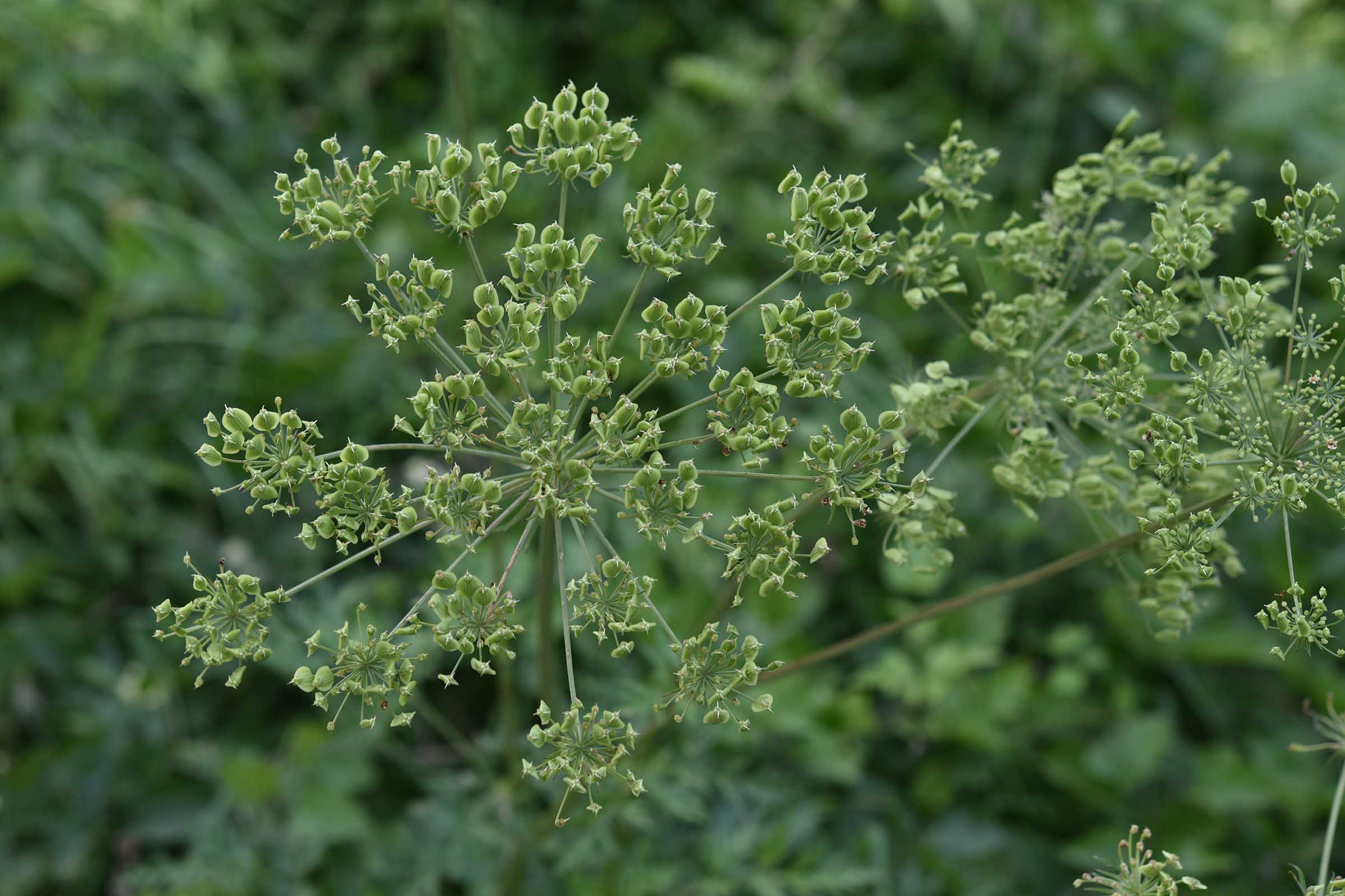 Xanthoselinum (=Peucedanum) venetum / Imperatoria veneta