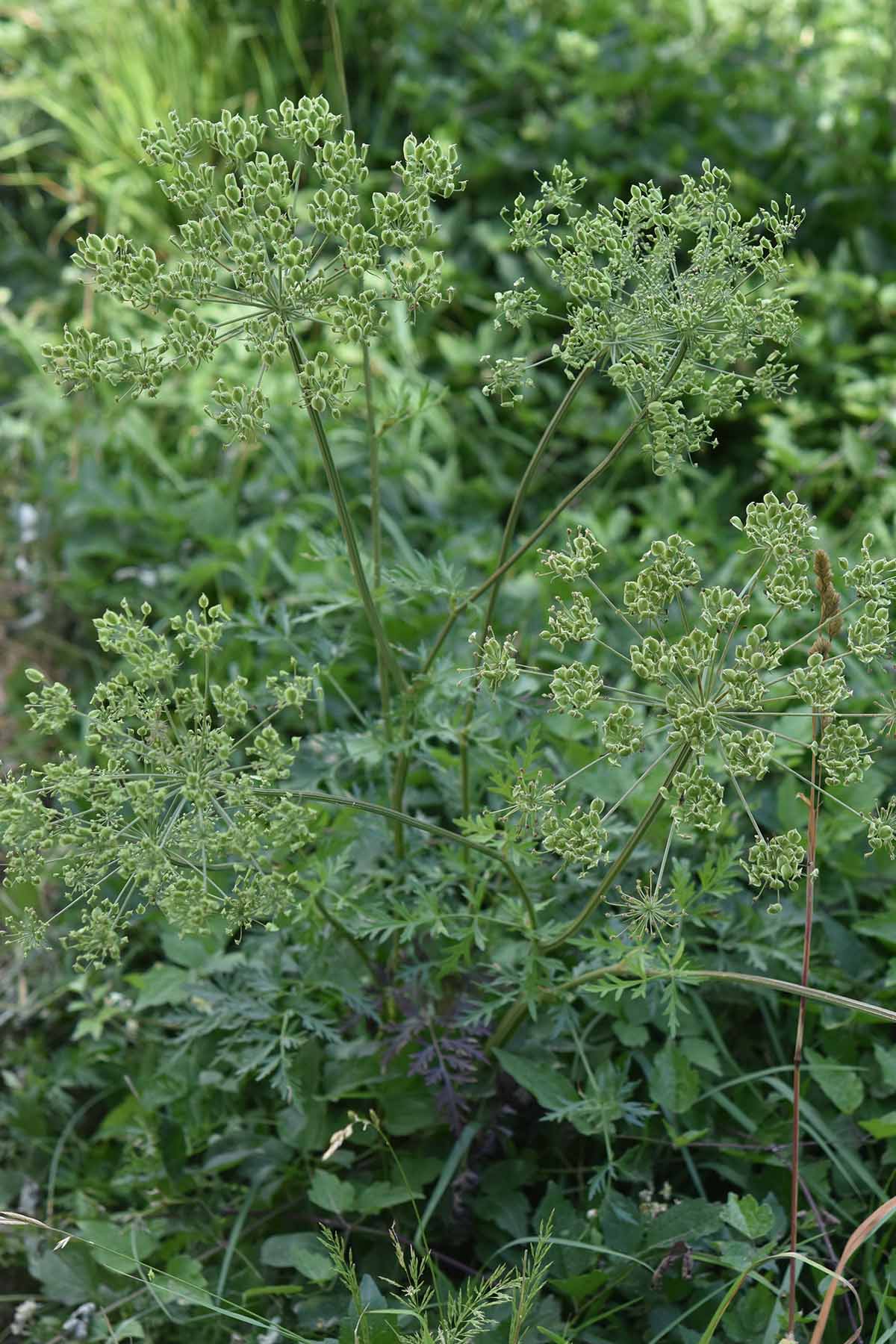 Xanthoselinum (=Peucedanum) venetum / Imperatoria veneta