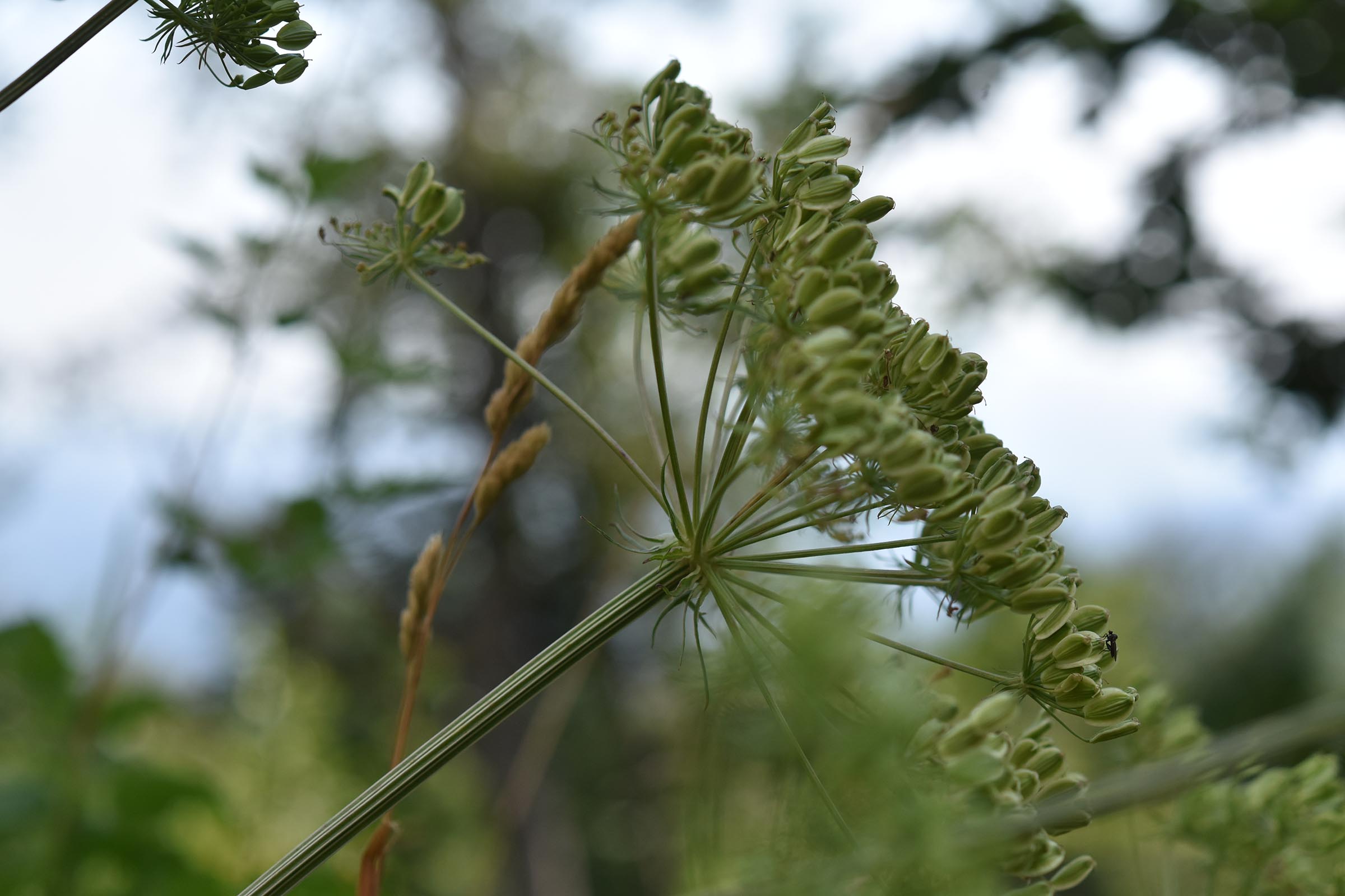 Xanthoselinum (=Peucedanum) venetum / Imperatoria veneta