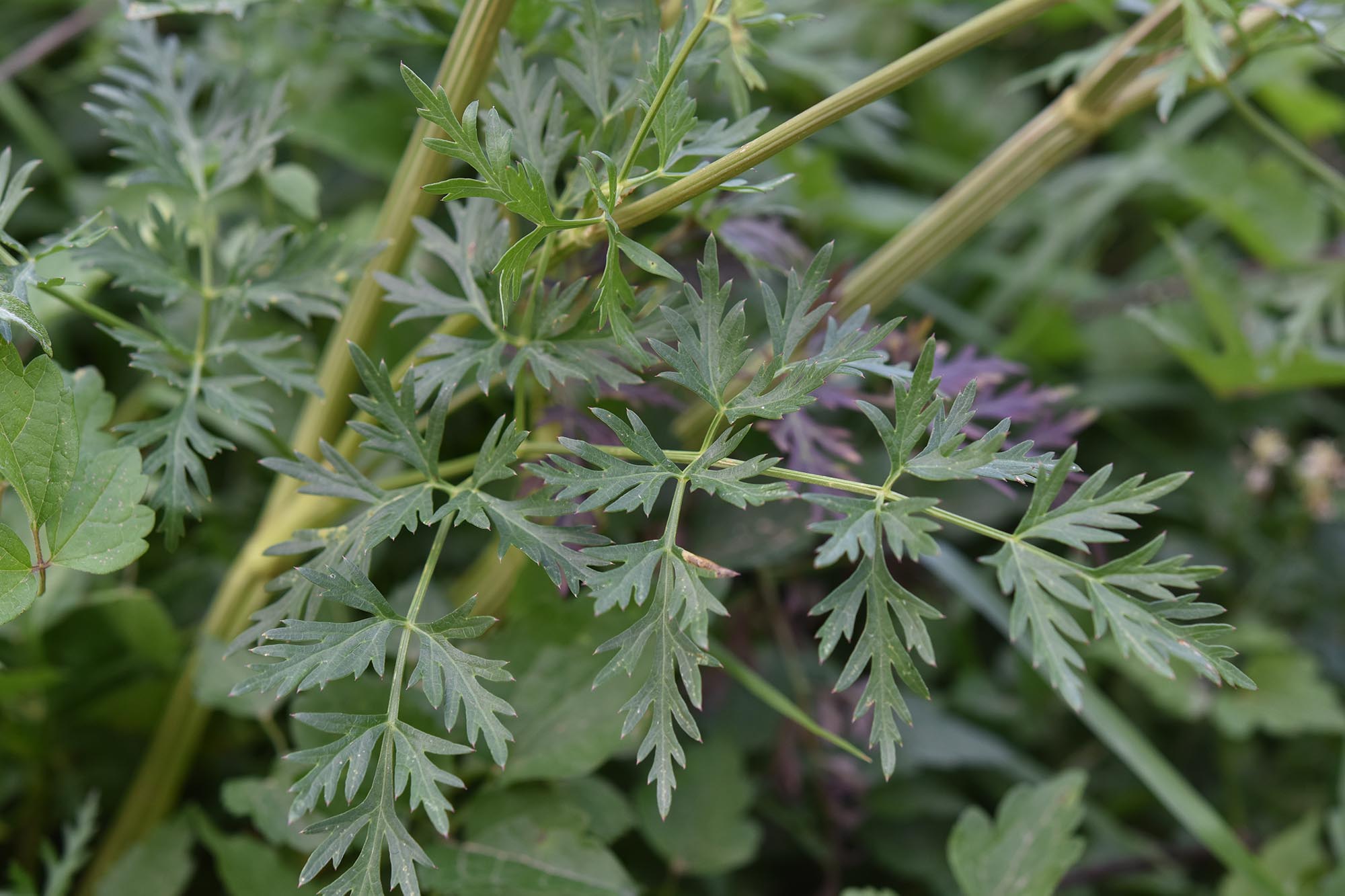 Xanthoselinum (=Peucedanum) venetum / Imperatoria veneta