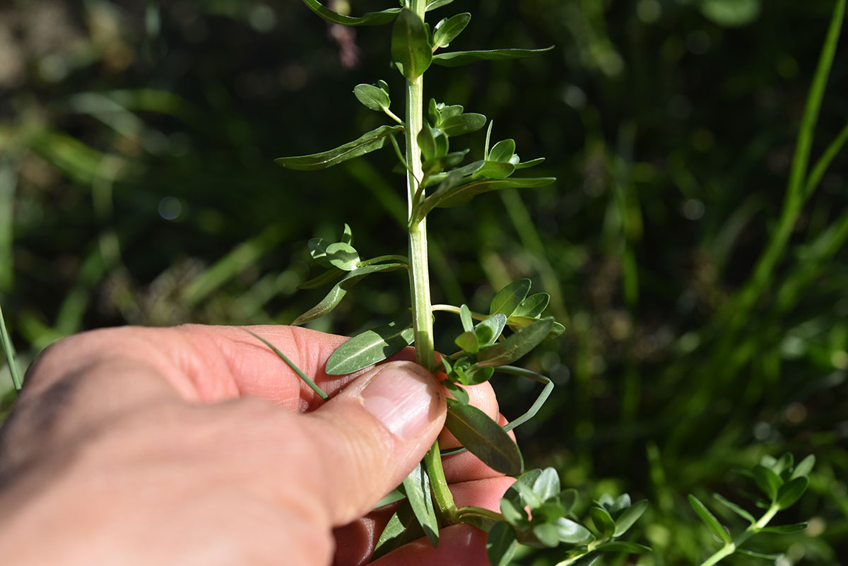 Polygonum sp. (cfr.)