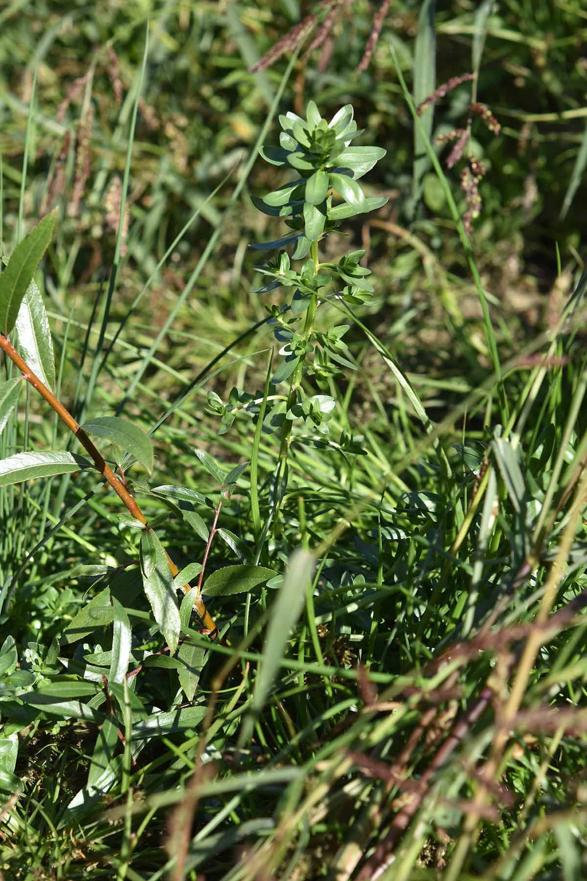 Polygonum sp. (cfr.)