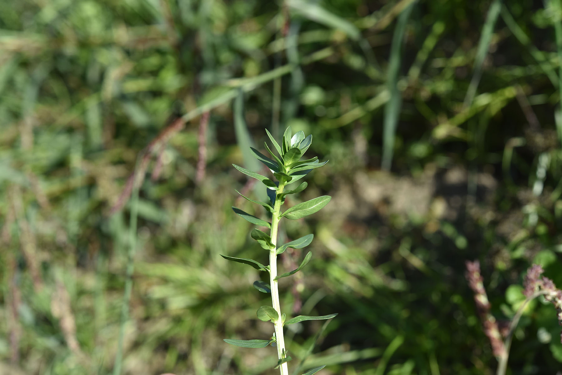 Polygonum sp. (cfr.)