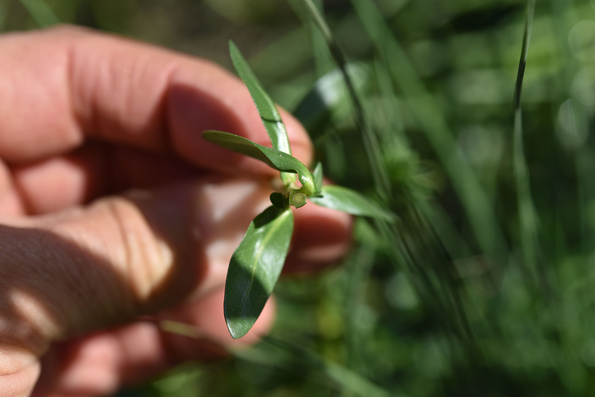 Polygonum sp. (cfr.)