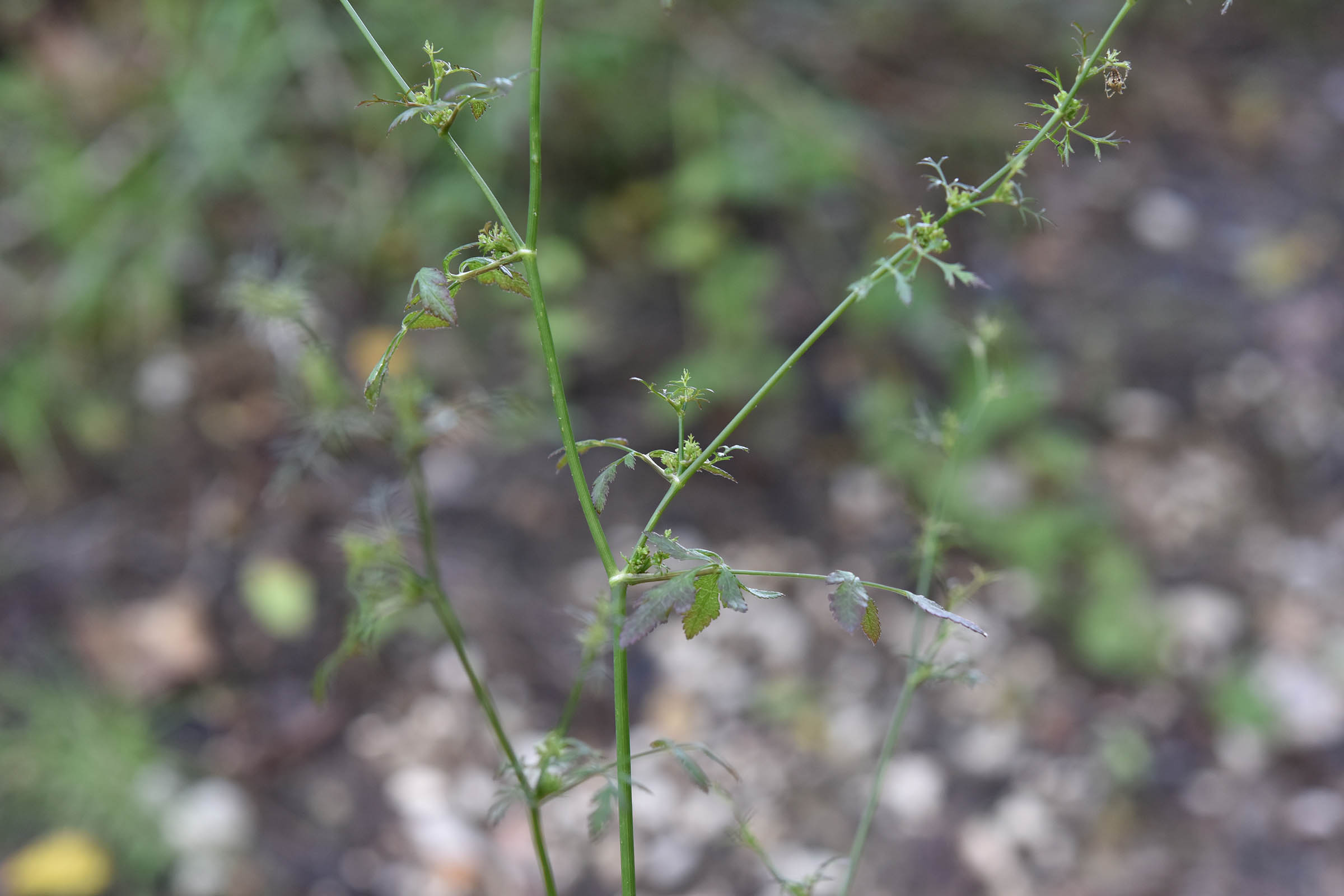 Sison amomum L.  (Apiaceae)