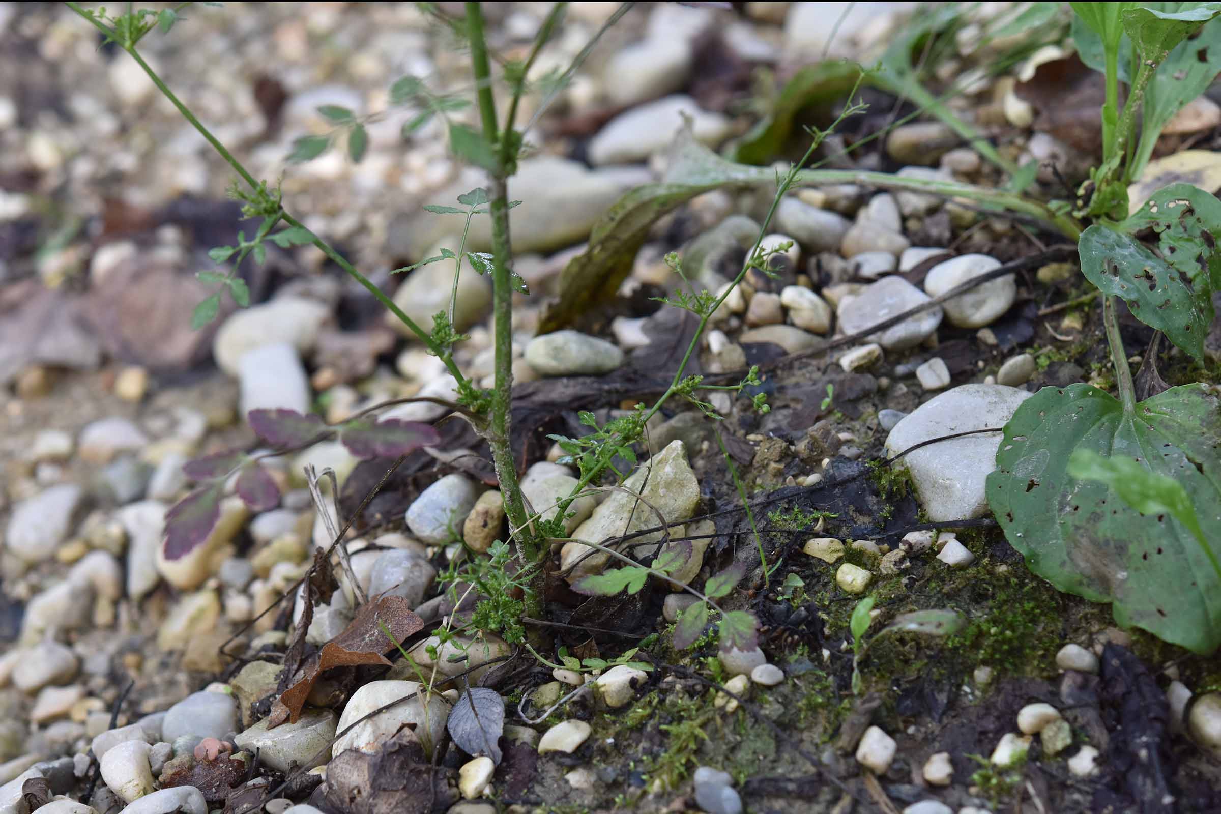 Sison amomum L.  (Apiaceae)