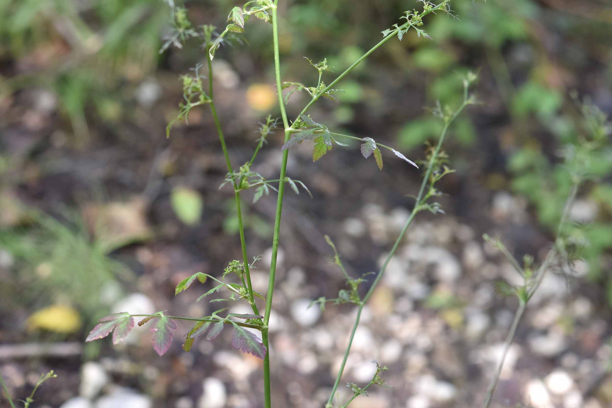 Sison amomum L.  (Apiaceae)