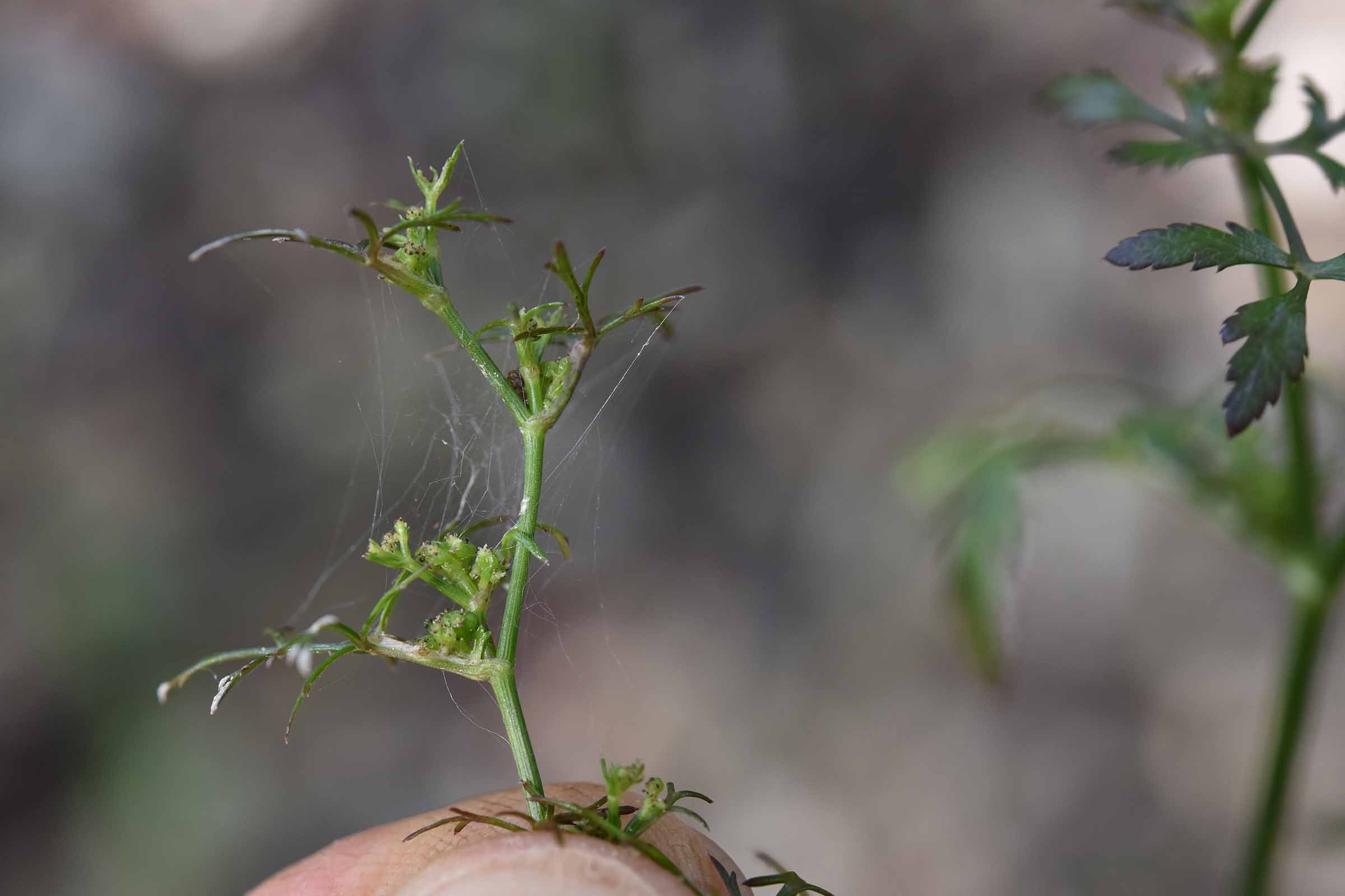 Sison amomum L.  (Apiaceae)