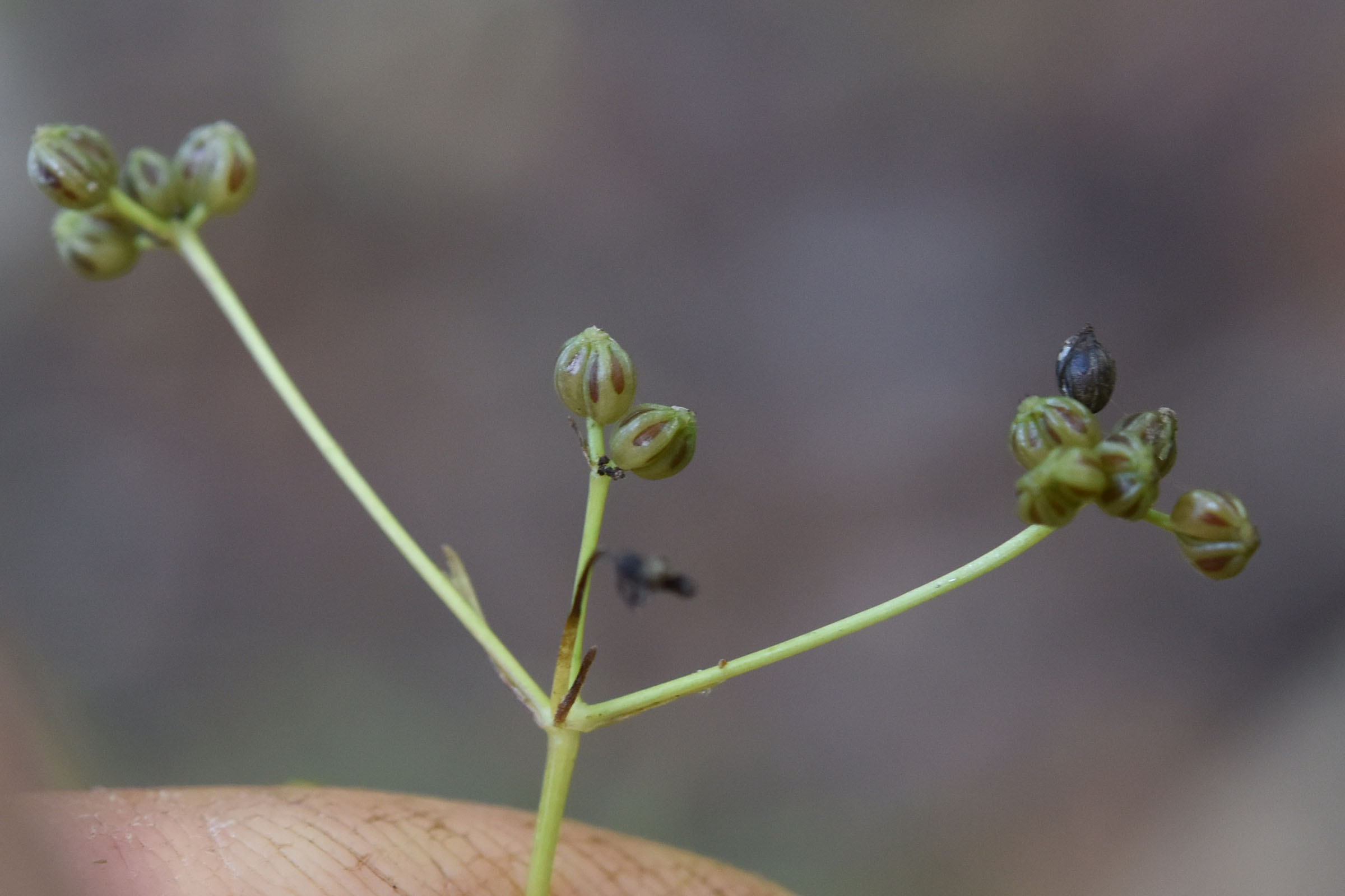 Sison amomum L.  (Apiaceae)