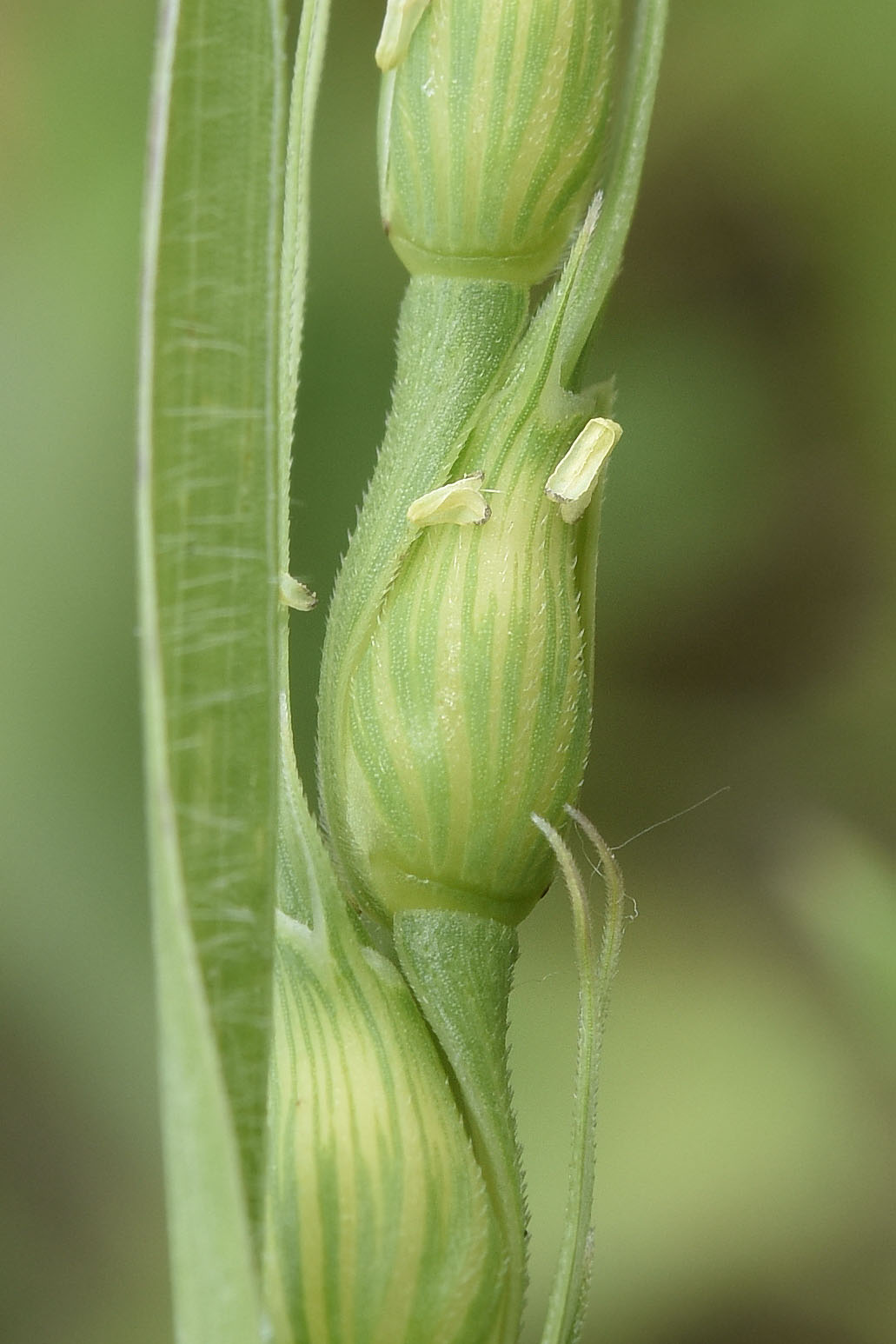 Poaceae: Aegilops ventricosa (cfr.)