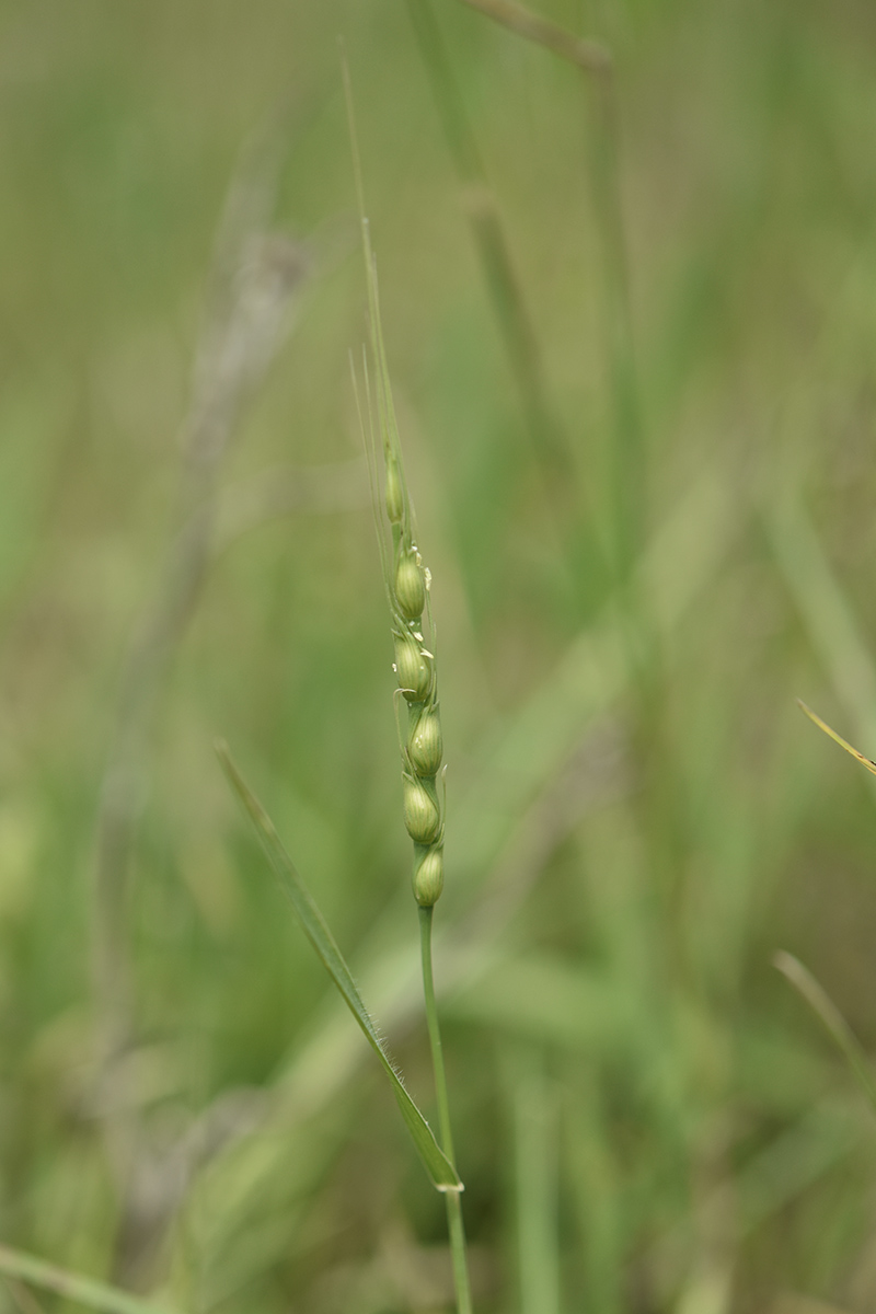 Poaceae: Aegilops ventricosa (cfr.)