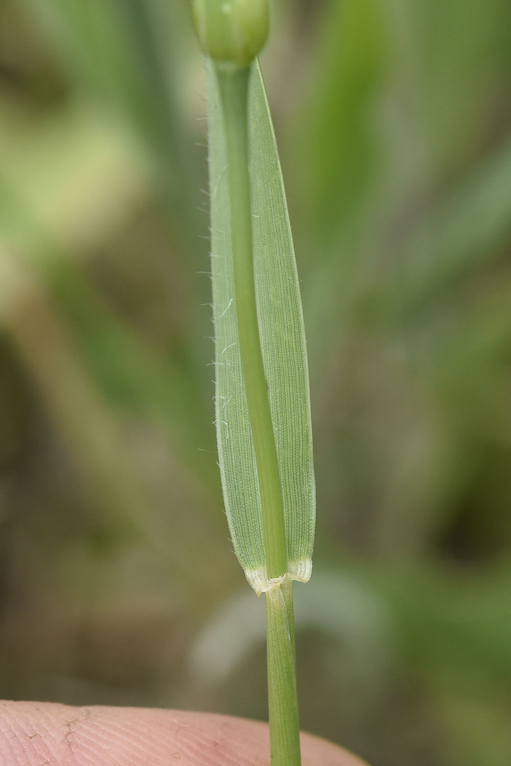 Poaceae: Aegilops ventricosa (cfr.)