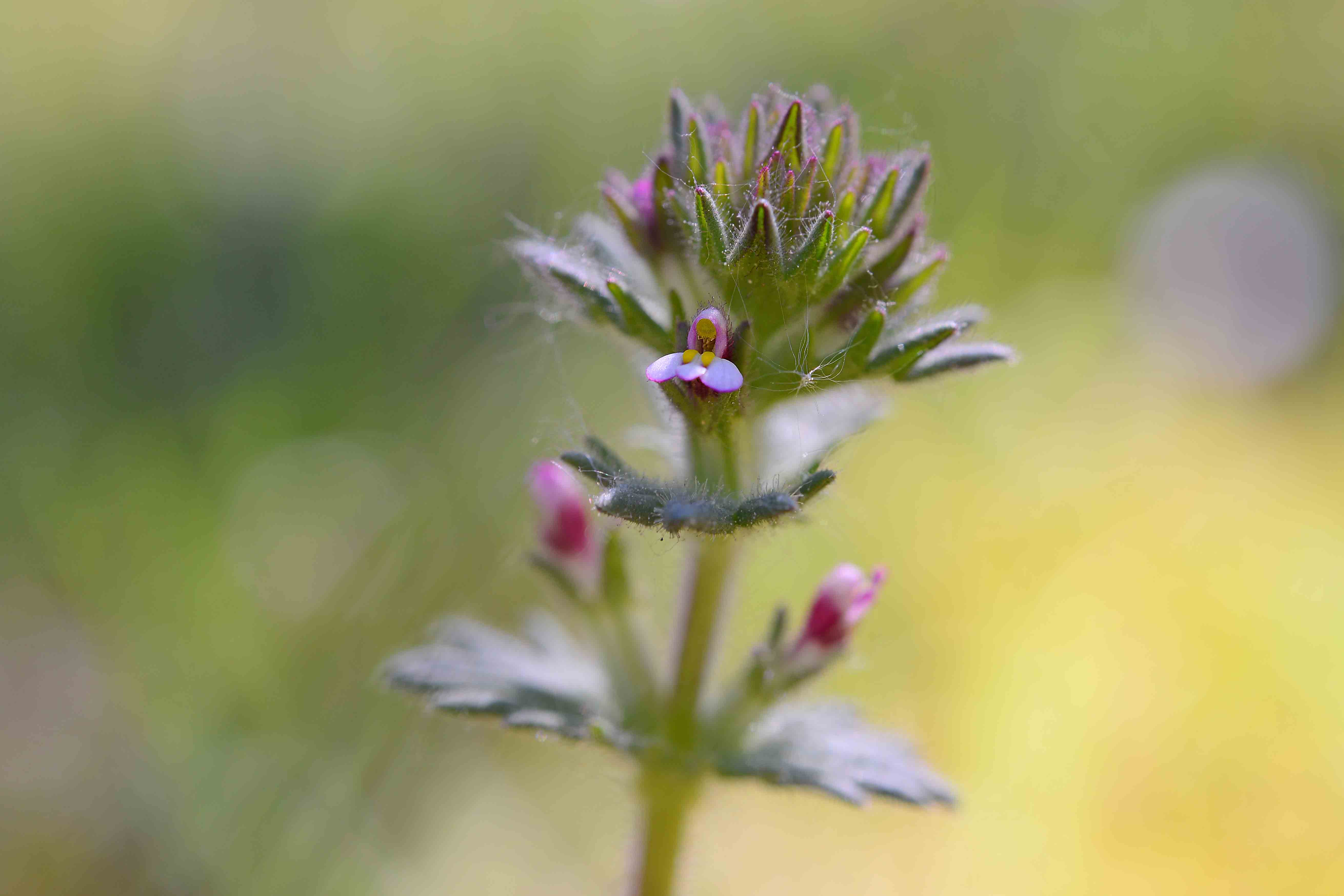 Parentucellia latifolia / Perlina rossiccia