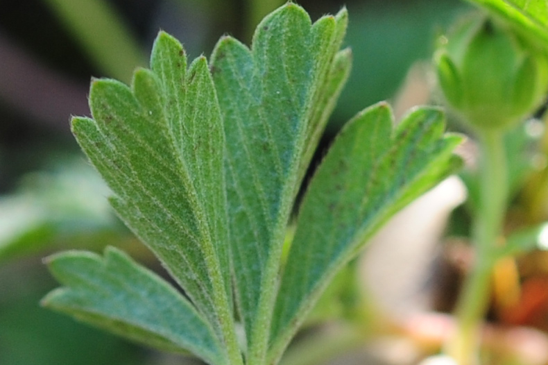 Potentilla incana / Potentilla canuta