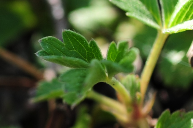 Potentilla incana / Potentilla canuta