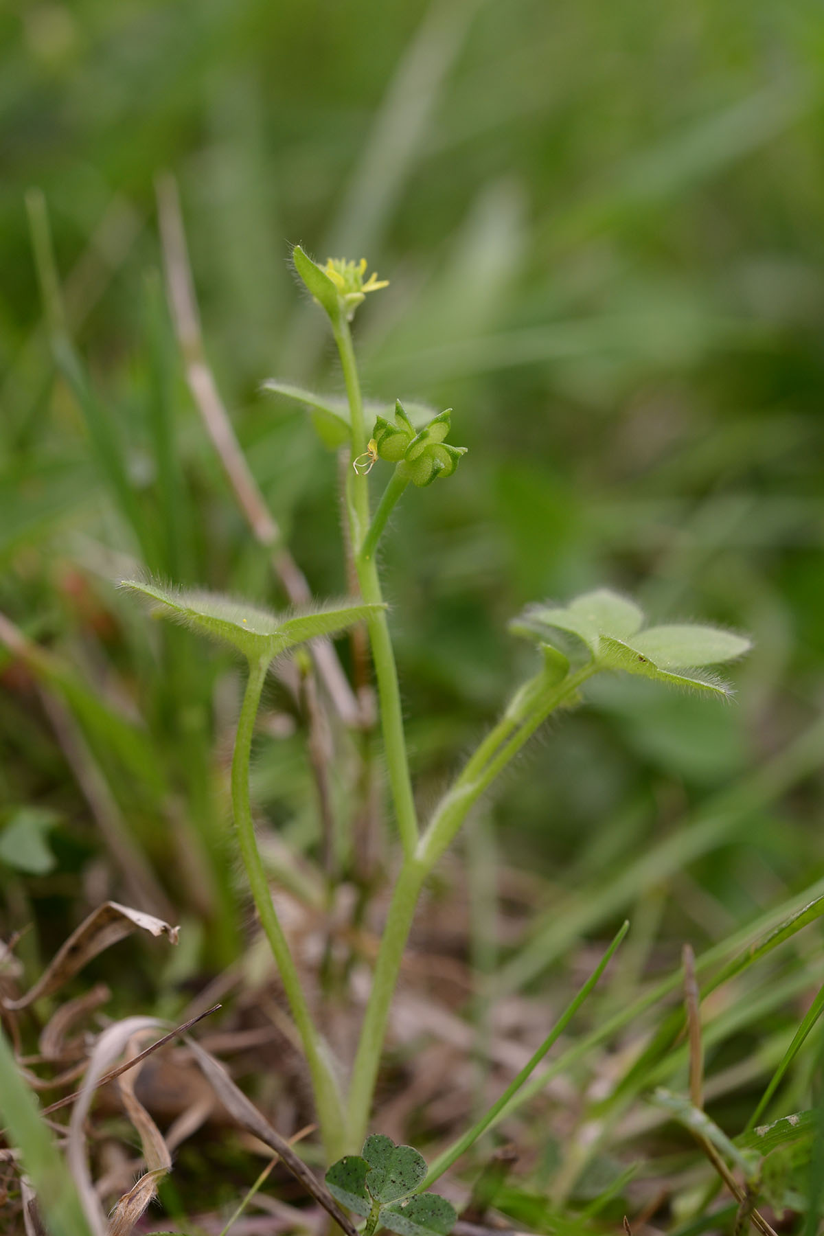 Ranunculus parviflorus / Ranuncolo pargoletto