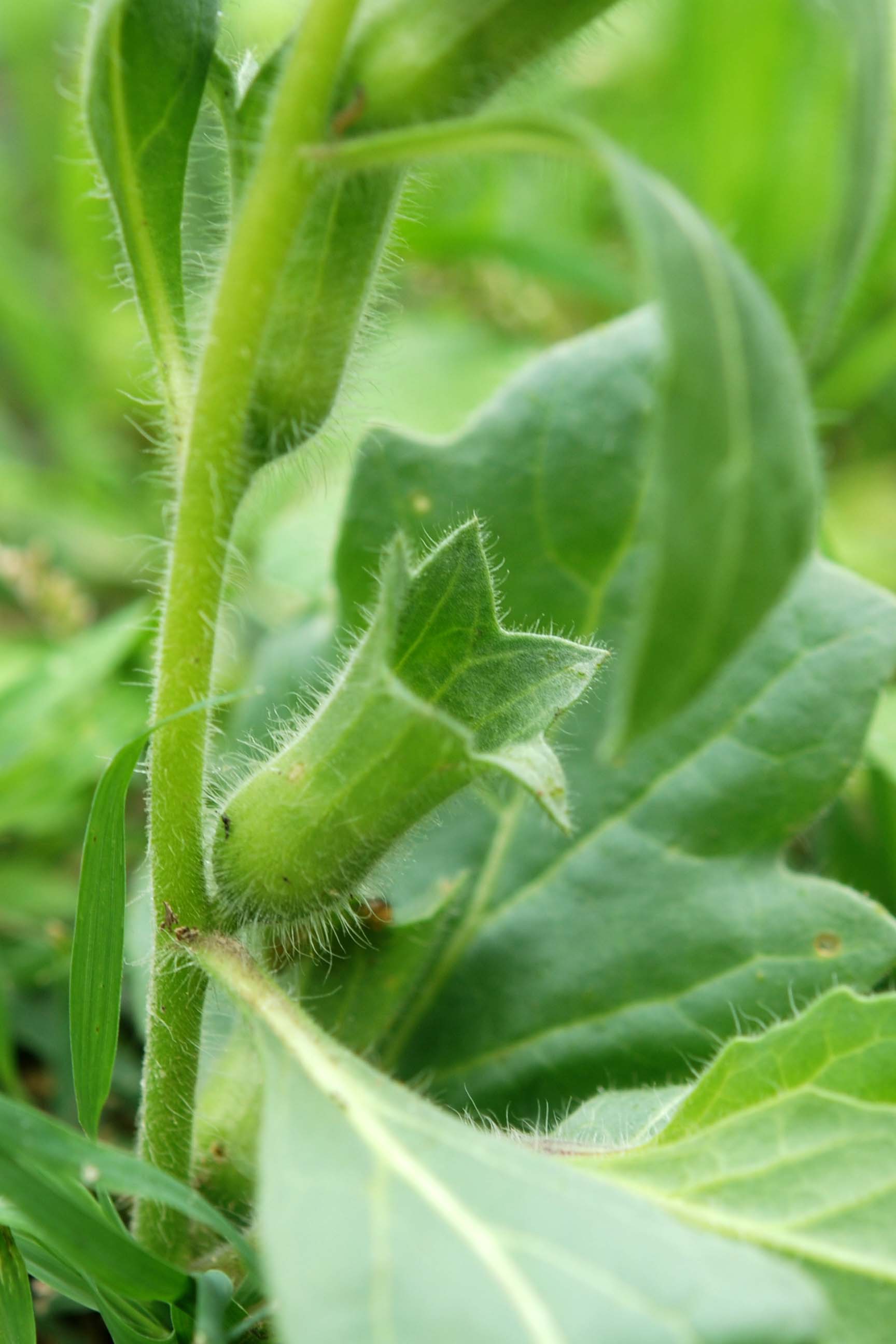 Hyoscyamus albus