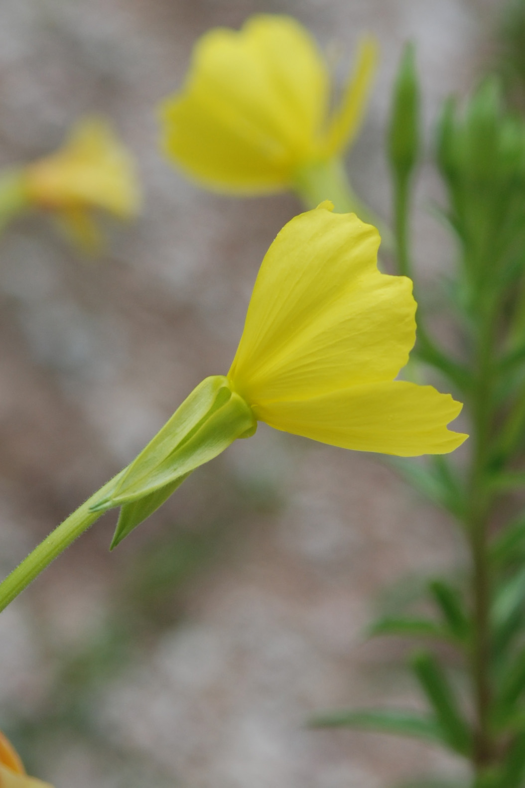 da det - Oenothera sp.