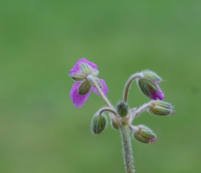 Erodium malacoides