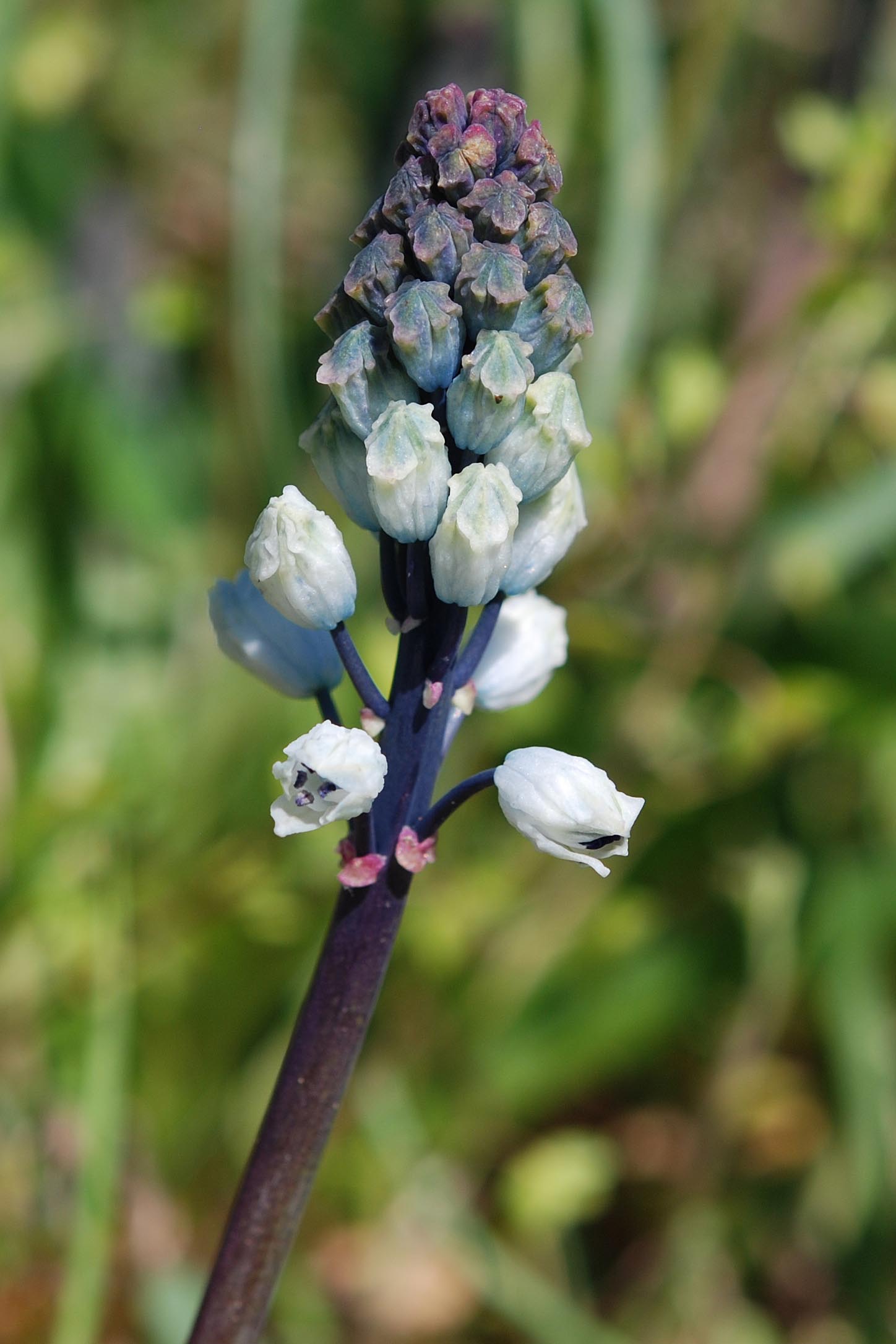 Bellevalia romana