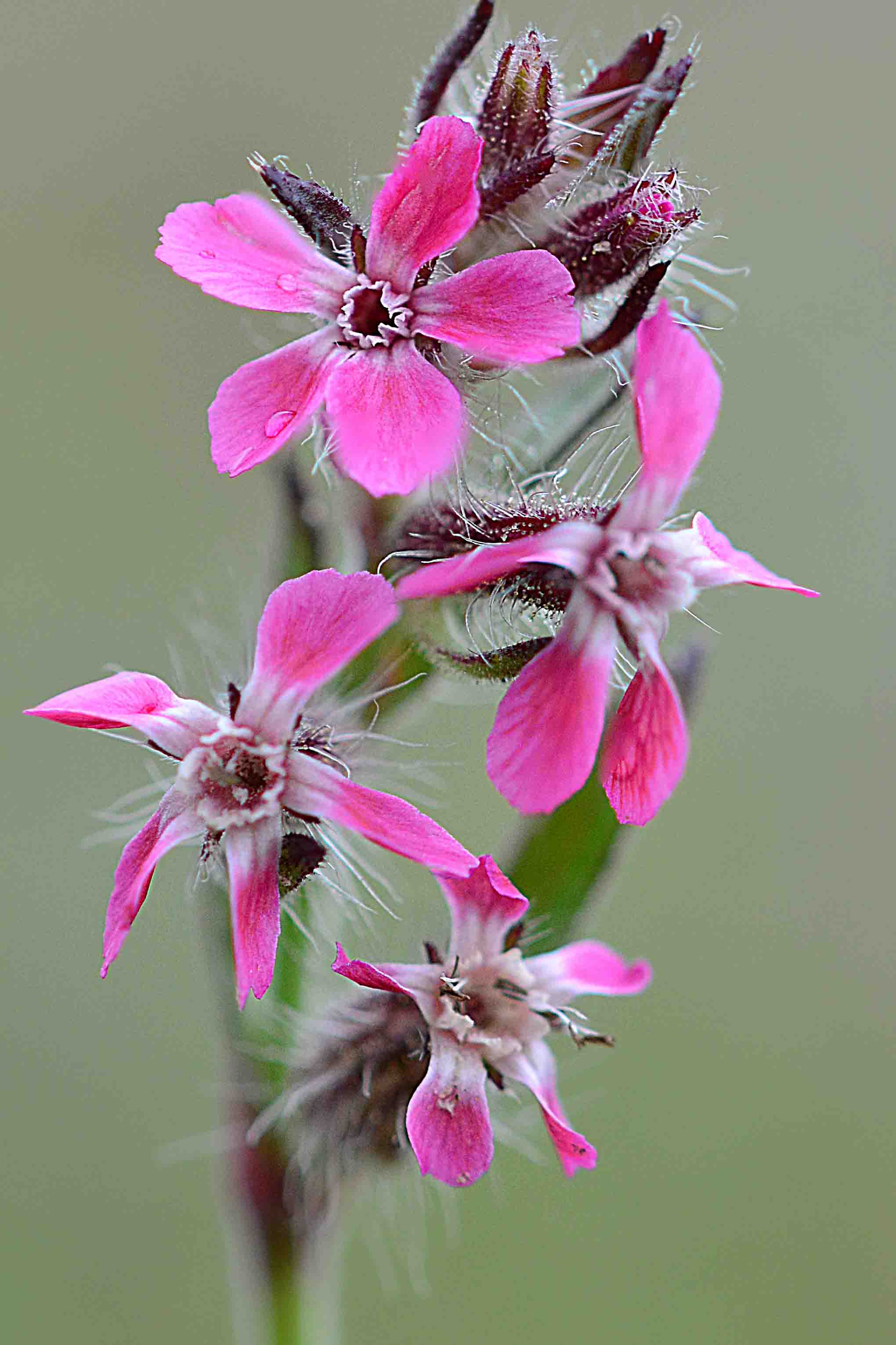 Silene gallica L.