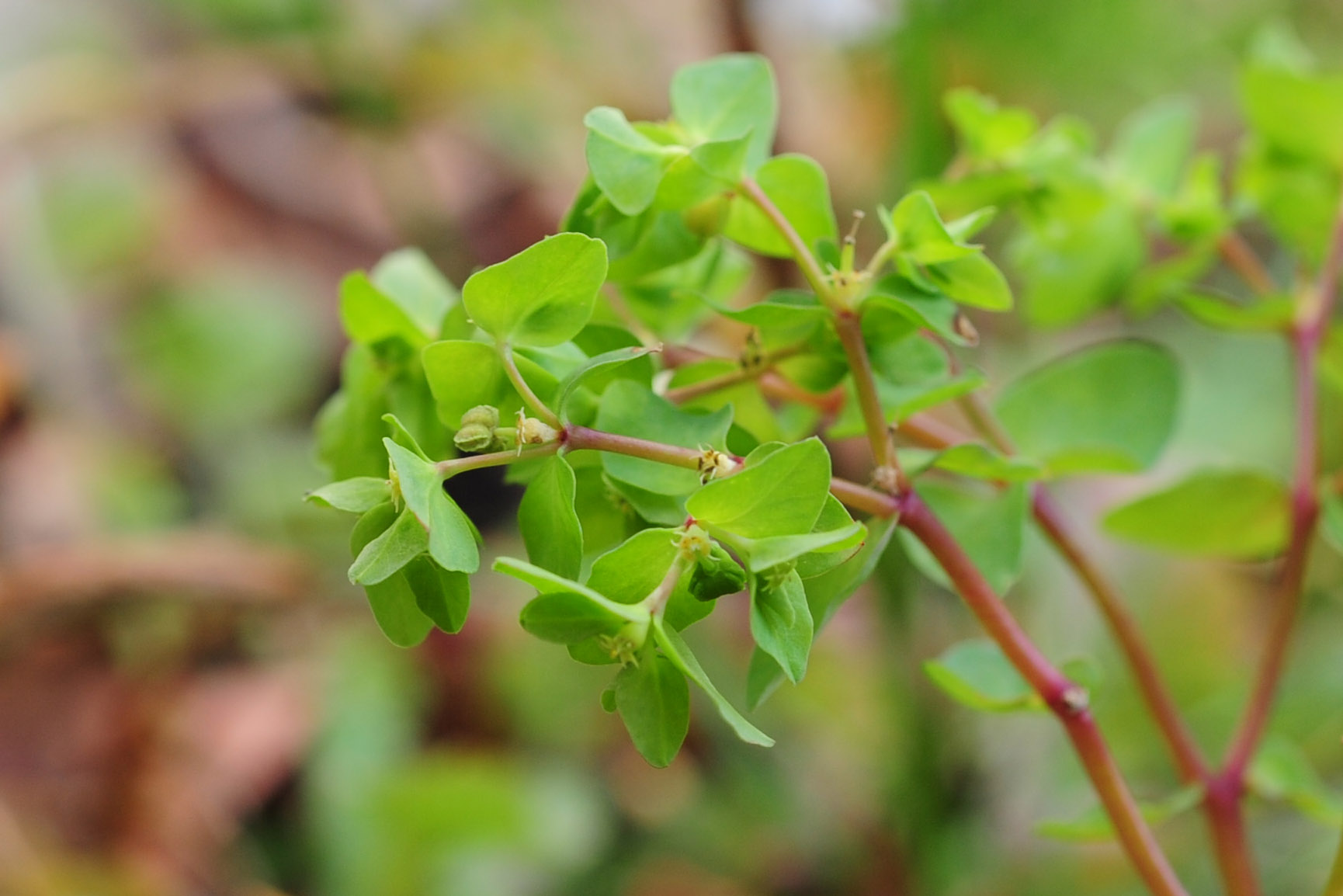 Euphorbia peplus / Euforbia minore