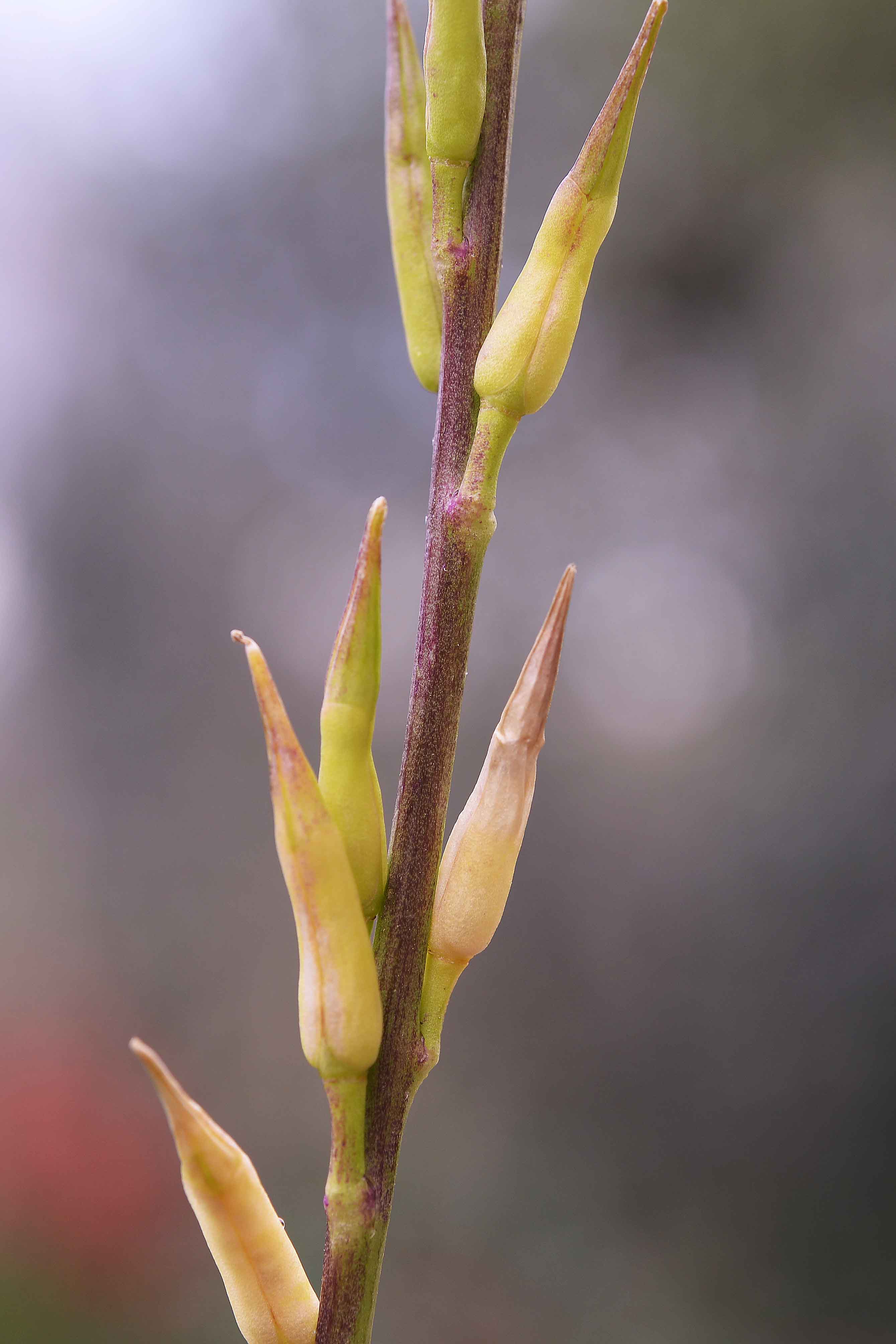 Brassicacea da det