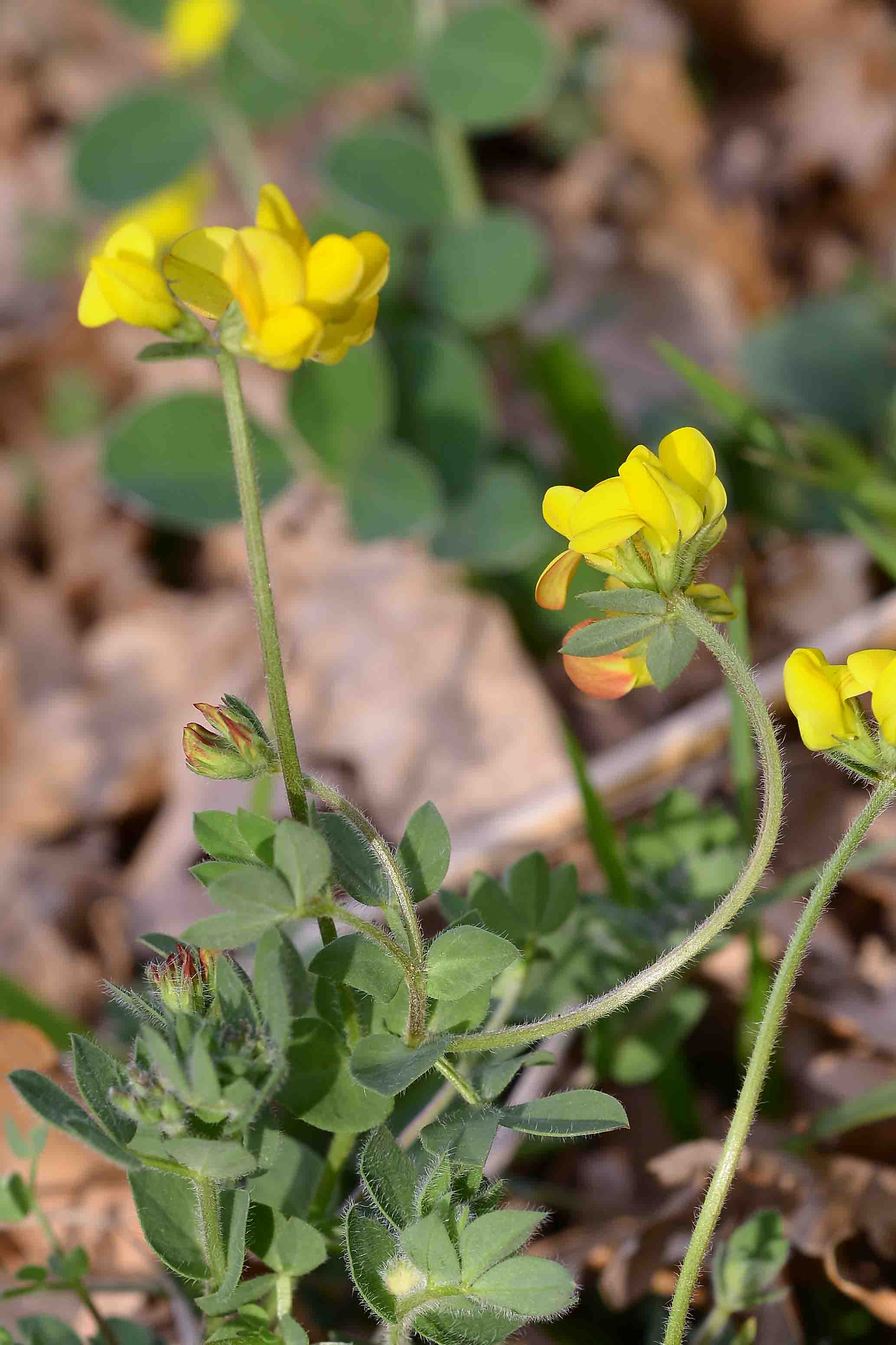 Lotus corniculatus (Fabaceae)