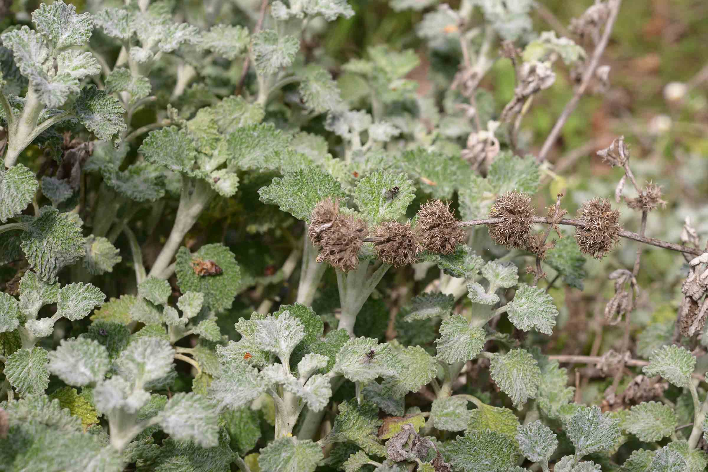 Marrubium vulgare / Marrubio comune