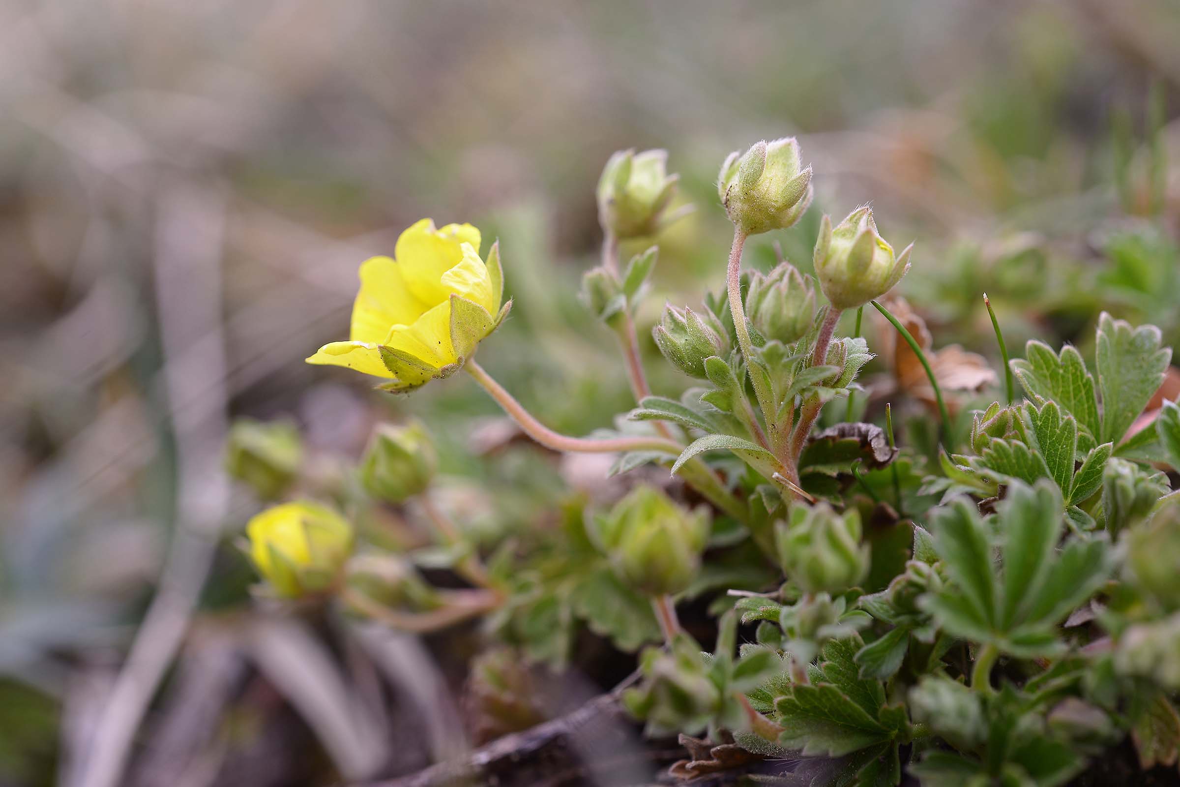 Potentilla incana / Potentilla canuta