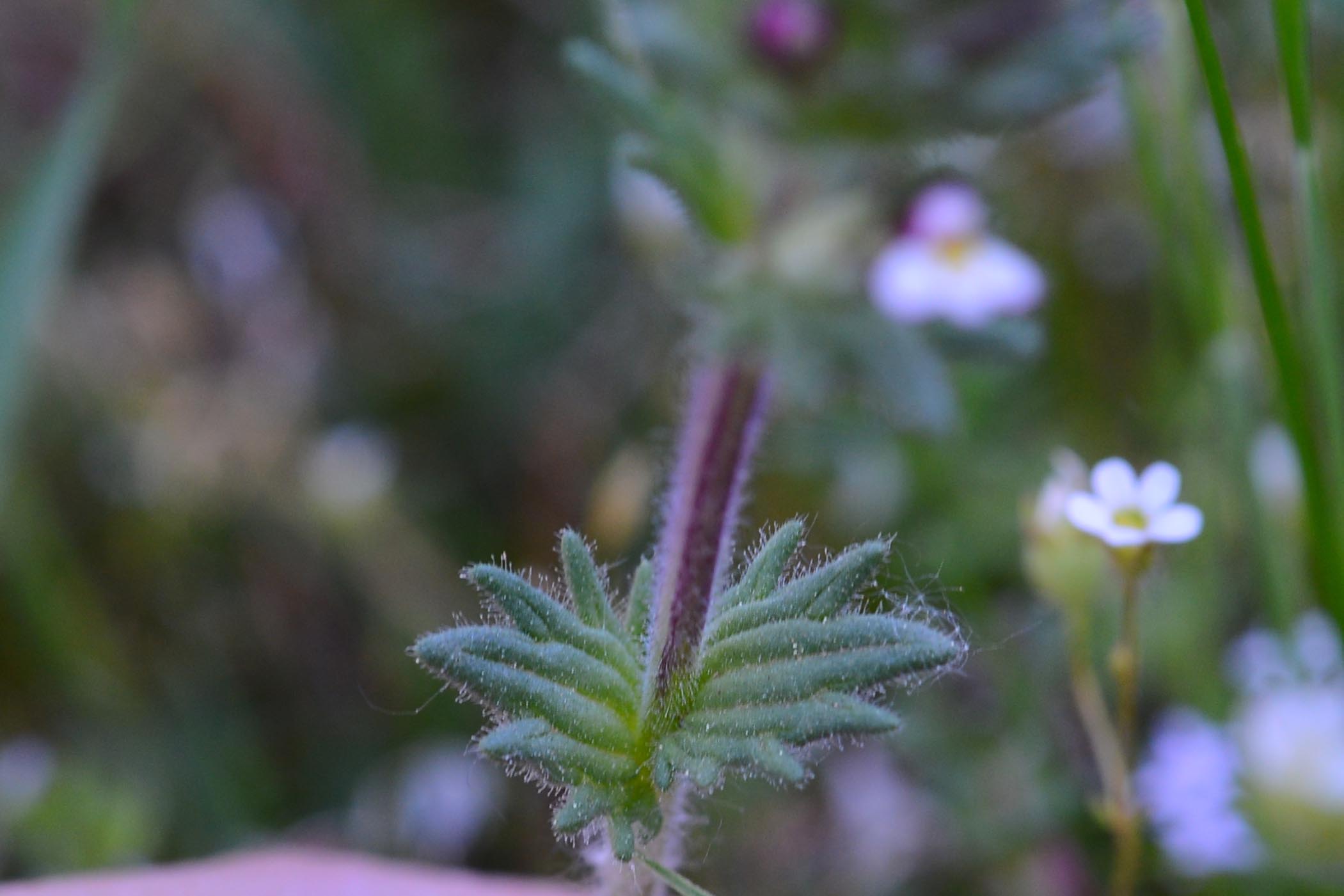 Parentucellia latifolia / Perlina rossiccia